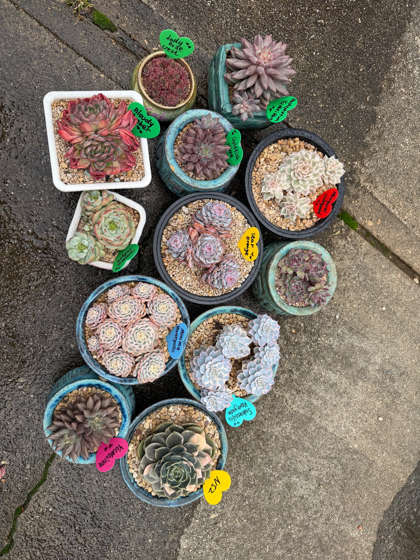 Echeveria ' mix ', 12pcs