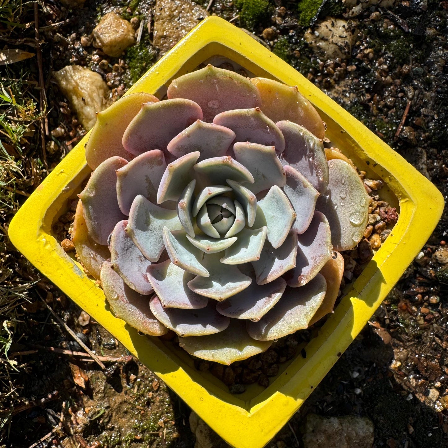 Echeveria 'Pink butterfly ', 1head, 3.1inches, ( mixed Onslow X Laura,) Bare Root, Imported Rare Succulent, live plant, gift