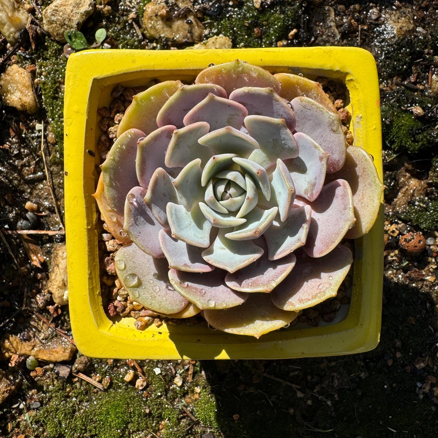 Echeveria 'Pink butterfly ', 1head, 3.1inches, ( mixed Onslow X Laura,) Bare Root, Imported Rare Succulent, live plant, gift