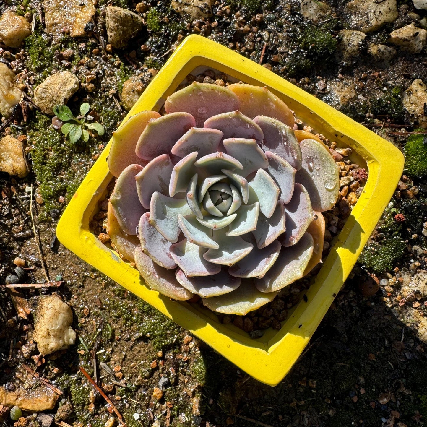 Echeveria 'Pink butterfly ', 1head, 3.1inches, ( mixed Onslow X Laura,) Bare Root, Imported Rare Succulent, live plant, gift