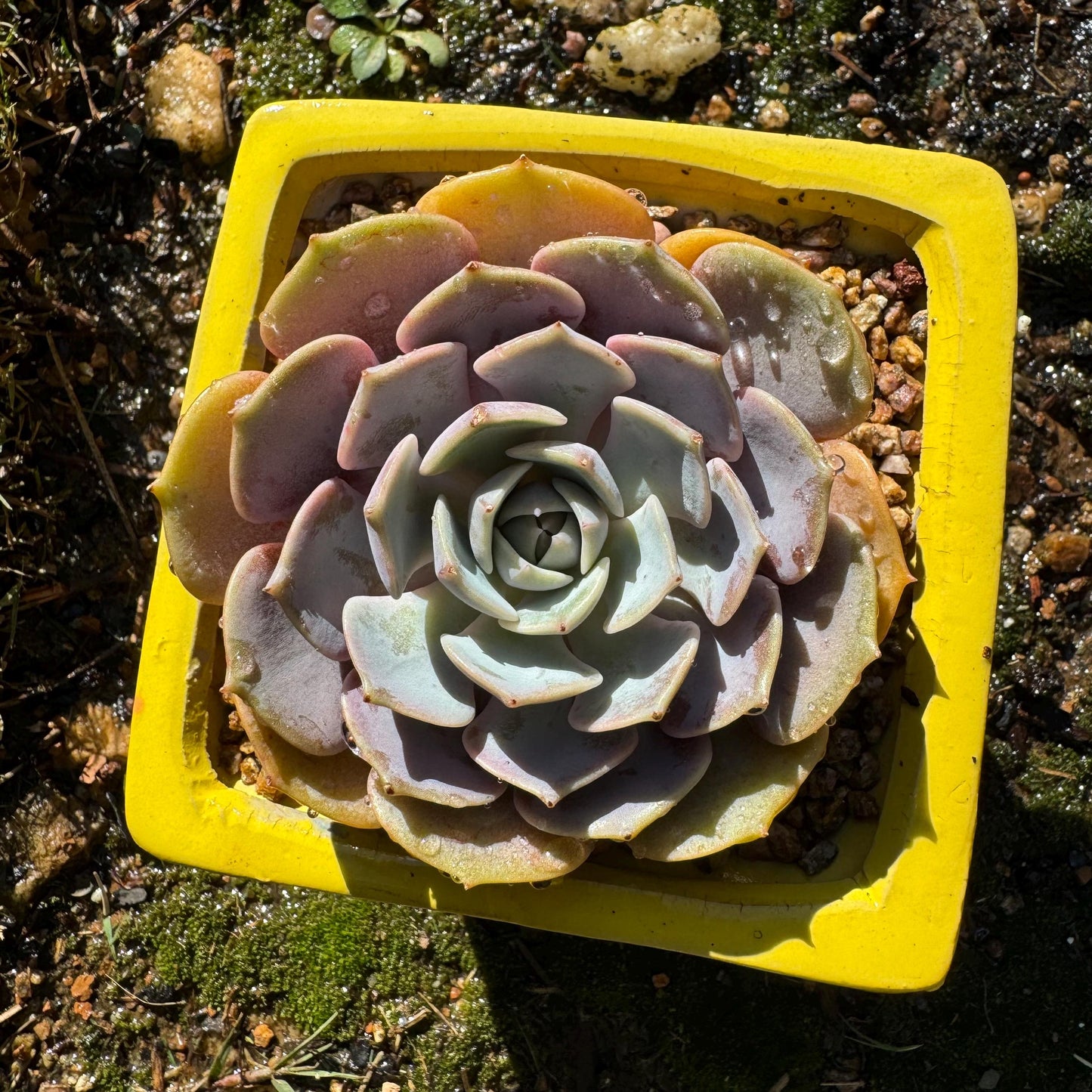 Echeveria 'Pink butterfly ', 1head, 3.1inches, ( mixed Onslow X Laura,) Bare Root, Imported Rare Succulent, live plant, gift