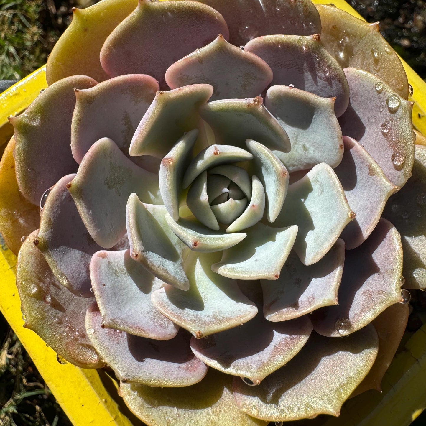 Echeveria 'Pink butterfly ', 1head, 3.1inches, ( mixed Onslow X Laura,) Bare Root, Imported Rare Succulent, live plant, gift