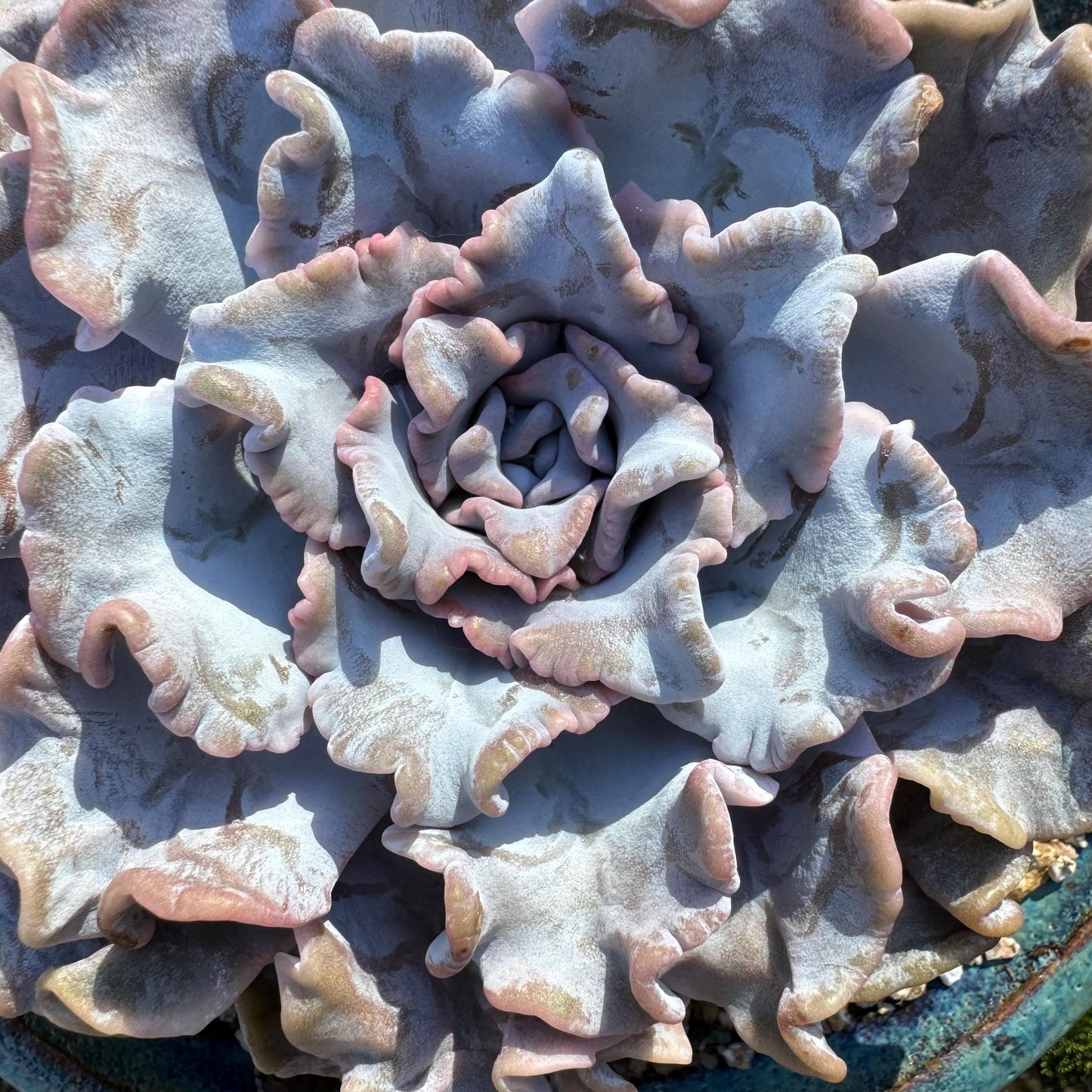 Echeveria 'Crispate Beauty‘, big single head , 4.2inches, great quality, perfect shape, Bare Root, Imported Rare Succulent, live plant,gift