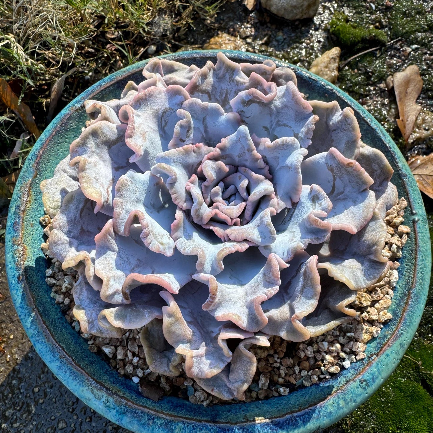 Echeveria 'Crispate Beauty‘, big single head , 4.2inches, great quality, perfect shape, Bare Root, Imported Rare Succulent, live plant,gift