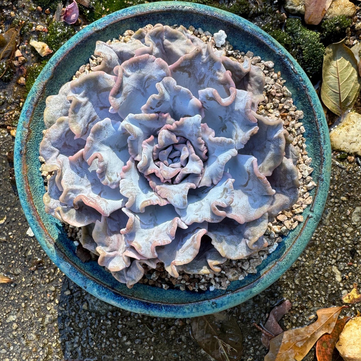 Echeveria 'Crispate Beauty‘, big single head , 4.2inches, great quality, perfect shape, Bare Root, Imported Rare Succulent, live plant,gift