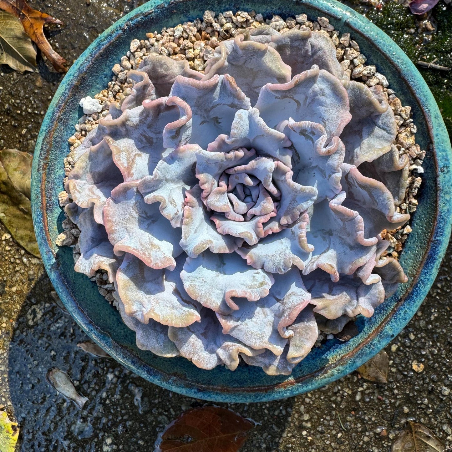 Echeveria 'Crispate Beauty‘, big single head , 4.2inches, great quality, perfect shape, Bare Root, Imported Rare Succulent, live plant,gift