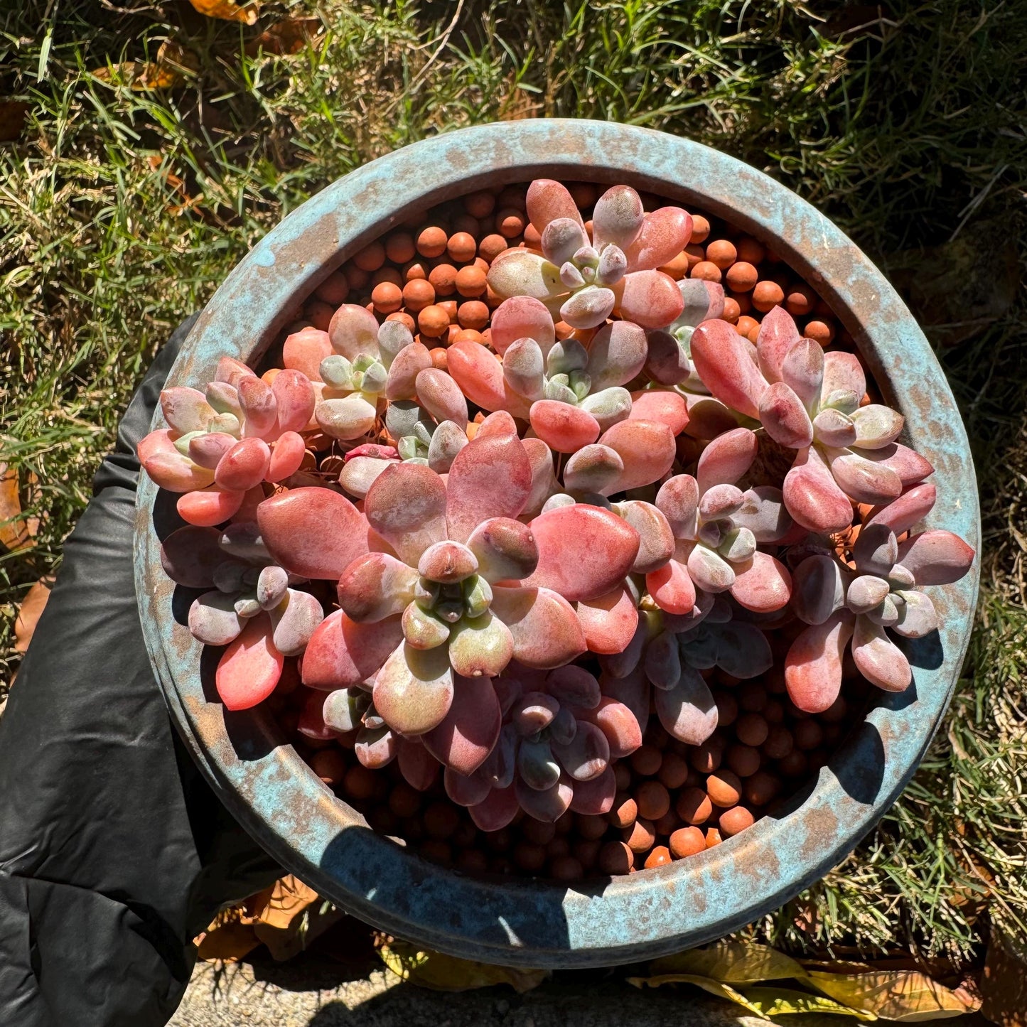 Graptosedum 'red miul ', small leaves cluster, nice color, 4.4 inches, bare Root, , Imported Rare Succulent