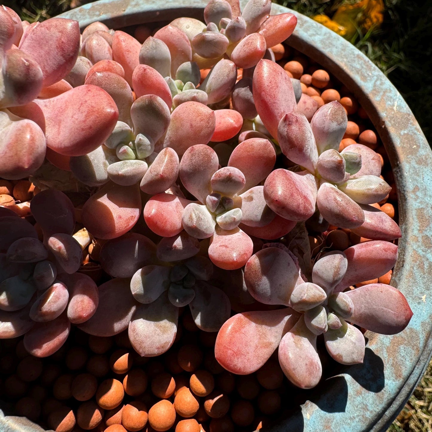 Graptosedum 'red miul ', small leaves cluster, nice color, 4.4 inches, bare Root, , Imported Rare Succulent