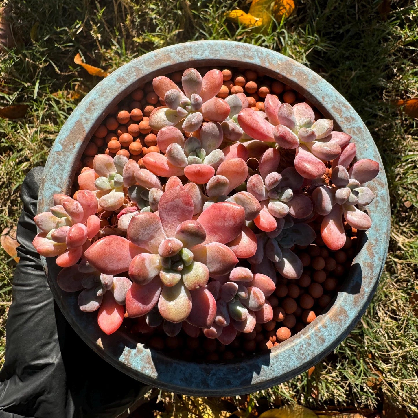 Graptosedum 'red miul ', small leaves cluster, nice color, 4.4 inches, bare Root, , Imported Rare Succulent