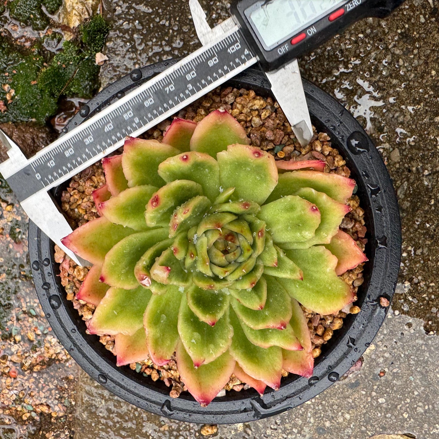 New! Echeveria ‘spring rain ’ , big single head, high quality, 3.8inches, Imported Rare Succulent, live plant, gift