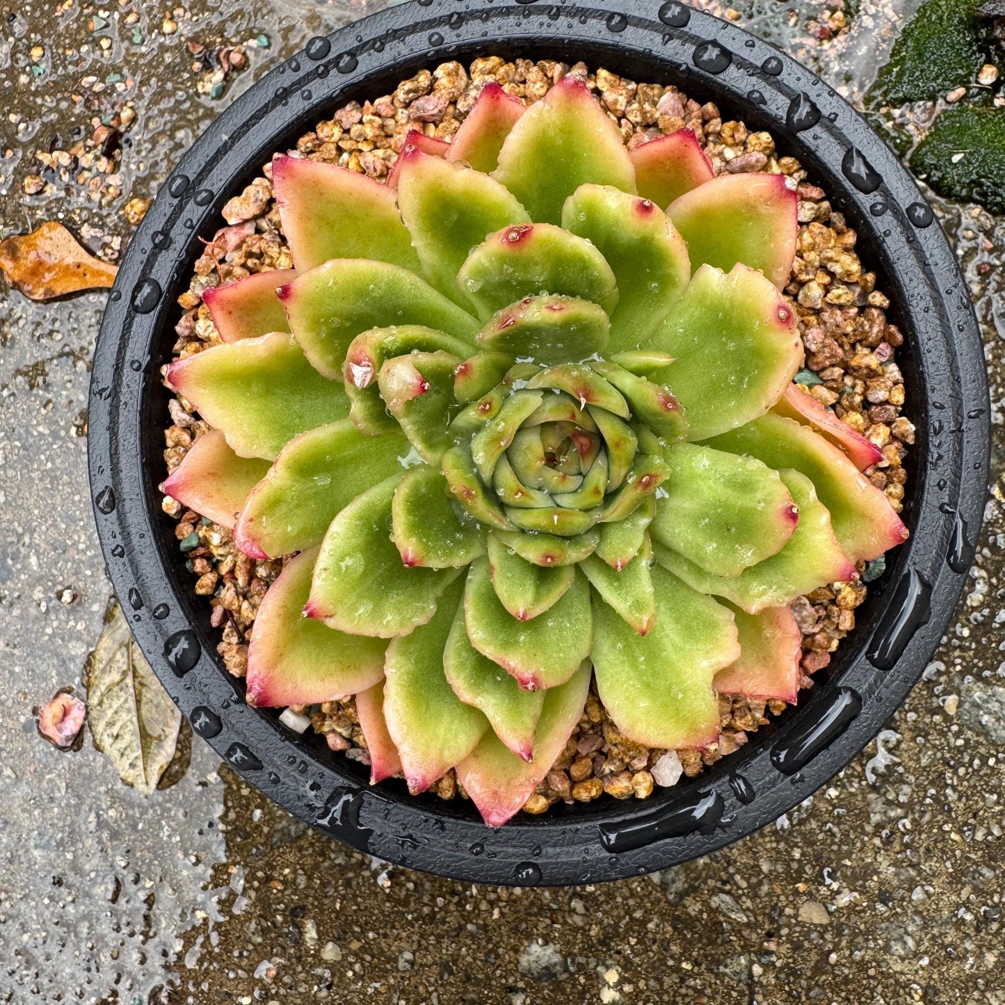 New! Echeveria ‘spring rain ’ , big single head, high quality, 3.8inches, Imported Rare Succulent, live plant, gift