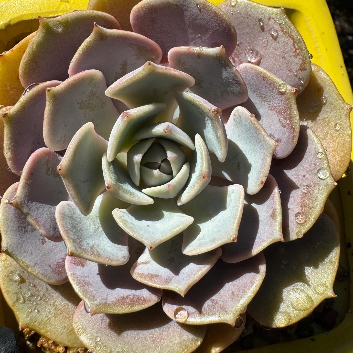 Echeveria 'Pink butterfly ', 1head, 3.1inches, ( mixed Onslow X Laura,) Bare Root, Imported Rare Succulent, live plant, gift