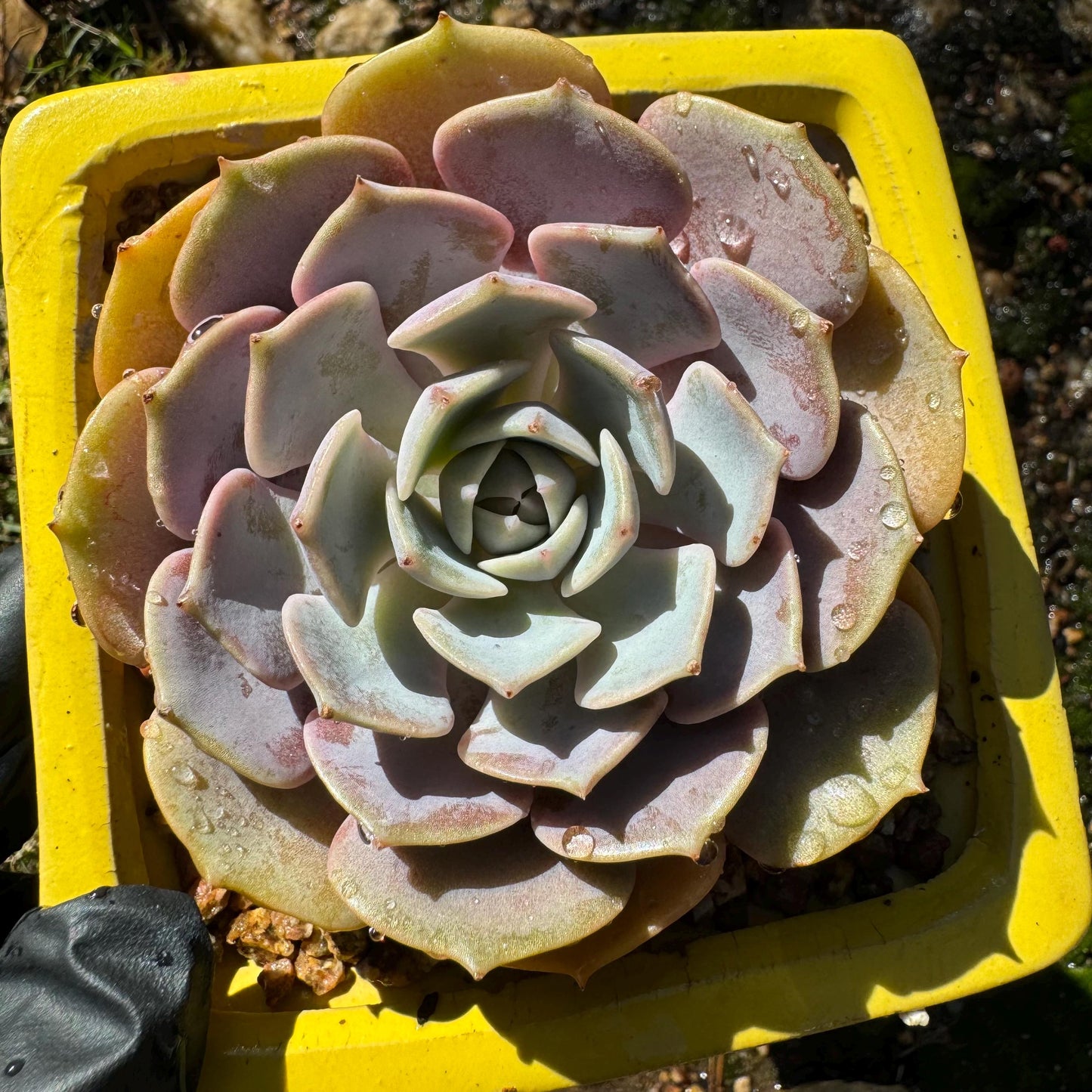 Echeveria 'Pink butterfly ', 1head, 3.1inches, ( mixed Onslow X Laura,) Bare Root, Imported Rare Succulent, live plant, gift