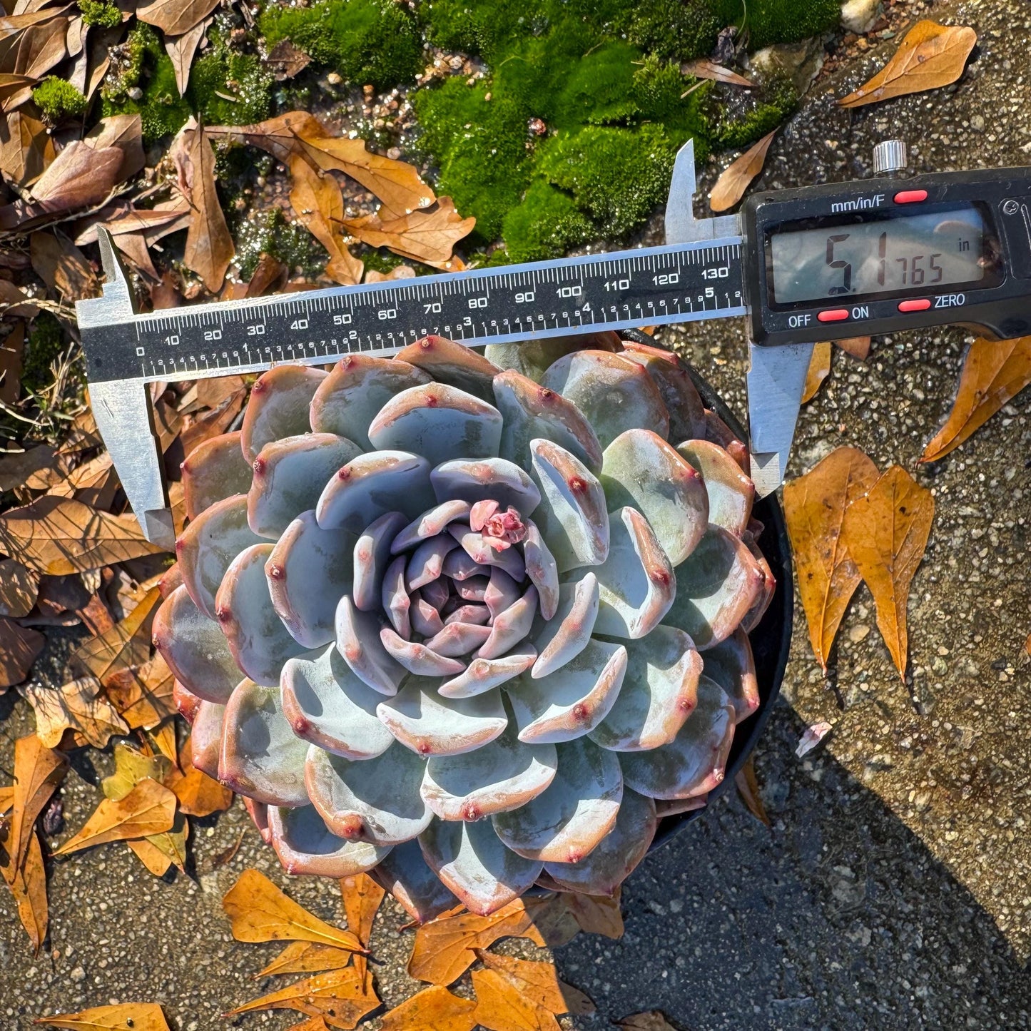 Echeveria Korean ‘ Orange Monroe’, big single head, high quality, 5.1inche, Bare Root, Imported Rare Succulent, live plant, gift