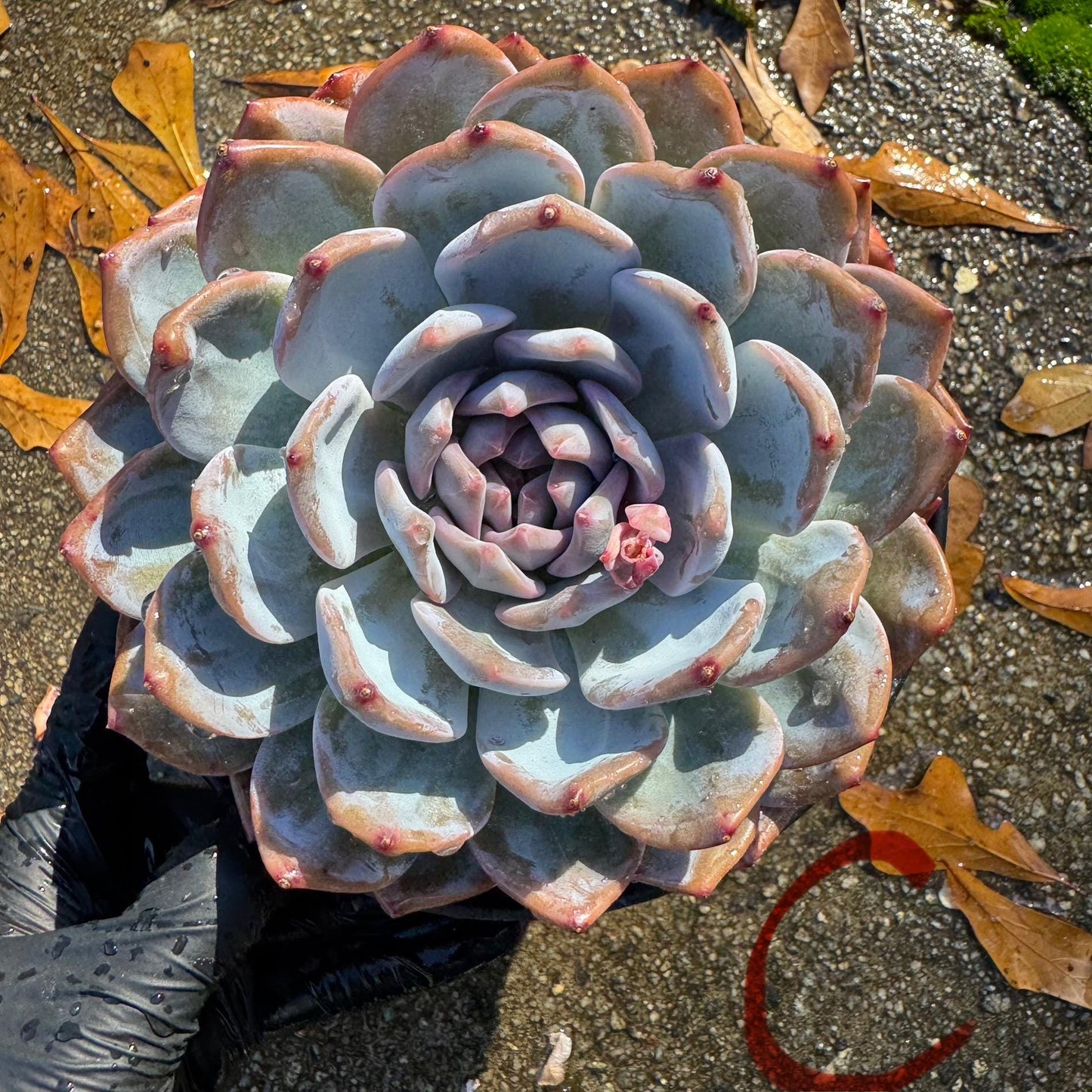 Echeveria Korean ‘ Orange Monroe’, big single head, high quality, 5.1inche, Bare Root, Imported Rare Succulent, live plant, gift