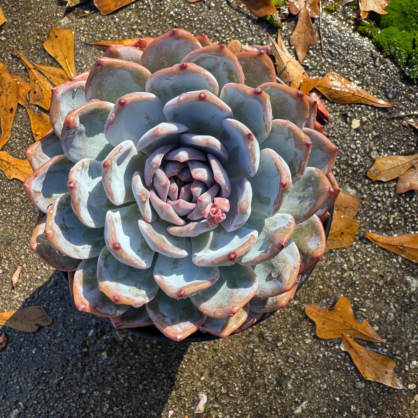 Echeveria Korean ‘ Orange Monroe’, big single head, high quality, 5.1inche, Bare Root, Imported Rare Succulent, live plant, gift