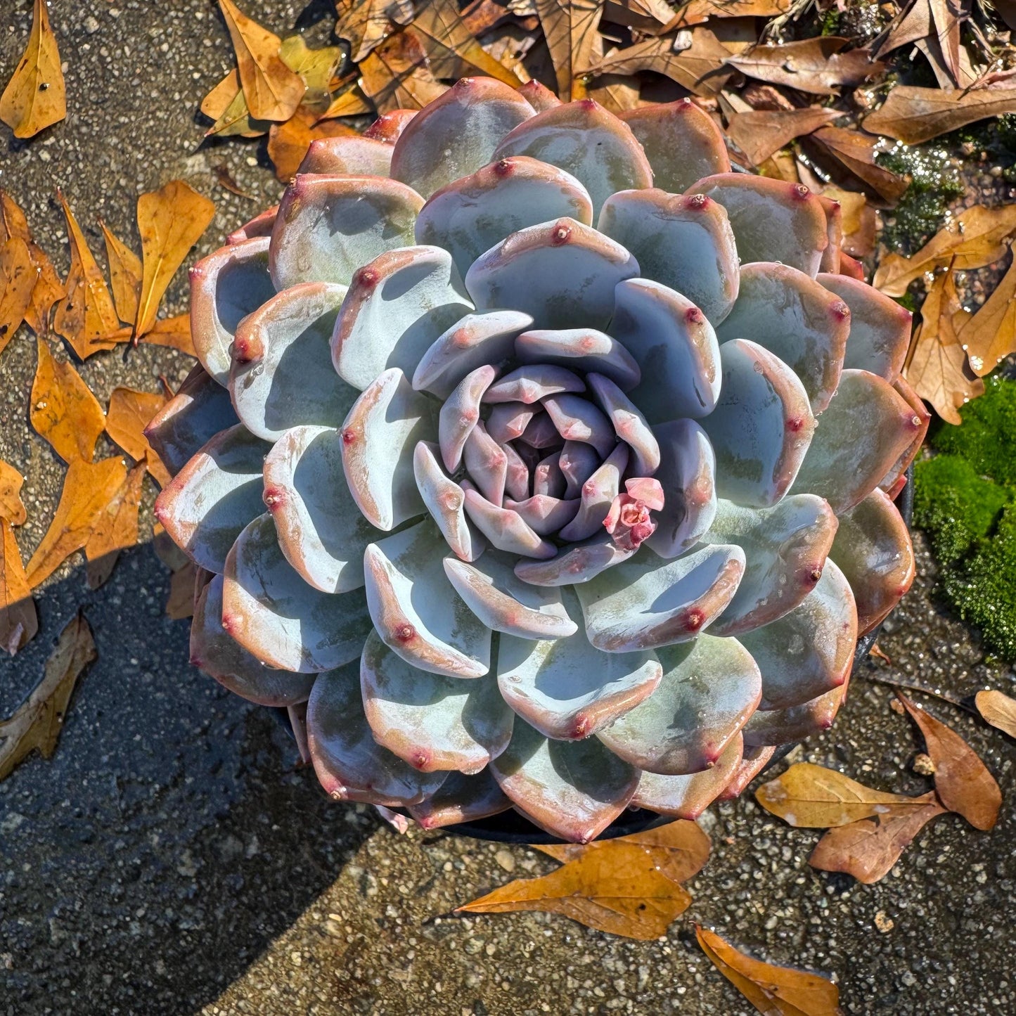 Echeveria Korean ‘ Orange Monroe’, big single head, high quality, 5.1inche, Bare Root, Imported Rare Succulent, live plant, gift