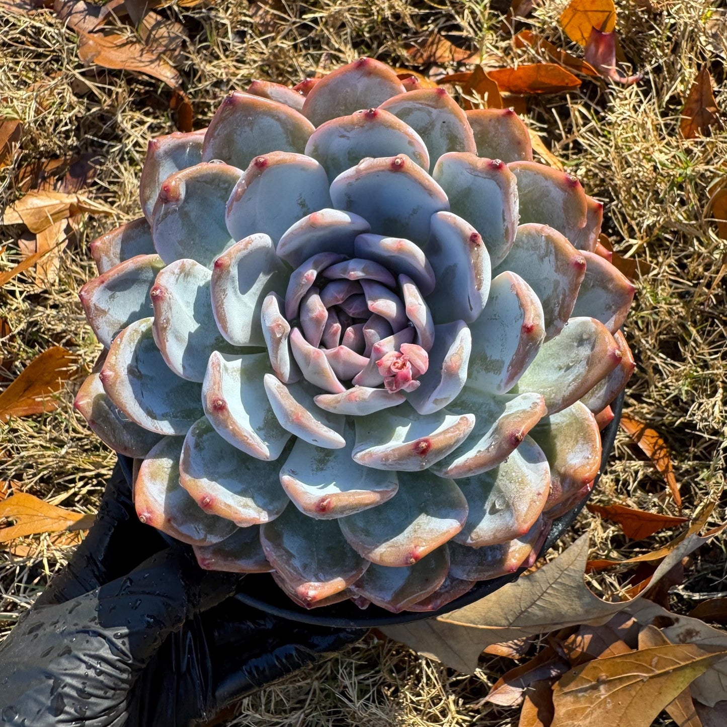 Echeveria Korean ‘ Orange Monroe’, big single head, high quality, 5.1inche, Bare Root, Imported Rare Succulent, live plant, gift