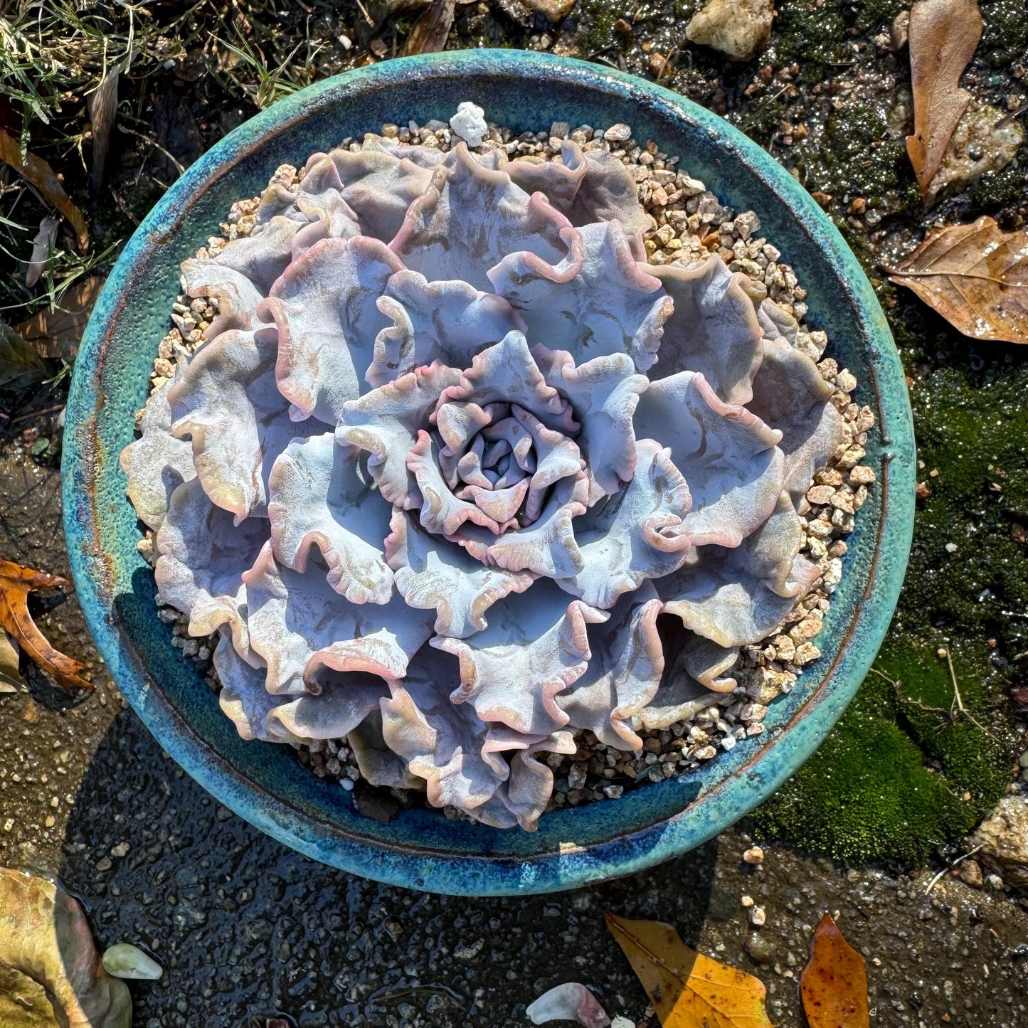 Echeveria 'Crispate Beauty‘, big single head , 4.2inches, great quality, perfect shape, Bare Root, Imported Rare Succulent, live plant,gift