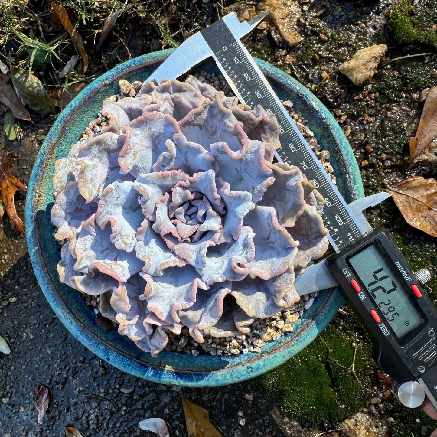 Echeveria 'Crispate Beauty‘, big single head , 4.2inches, great quality, perfect shape, Bare Root, Imported Rare Succulent, live plant,gift