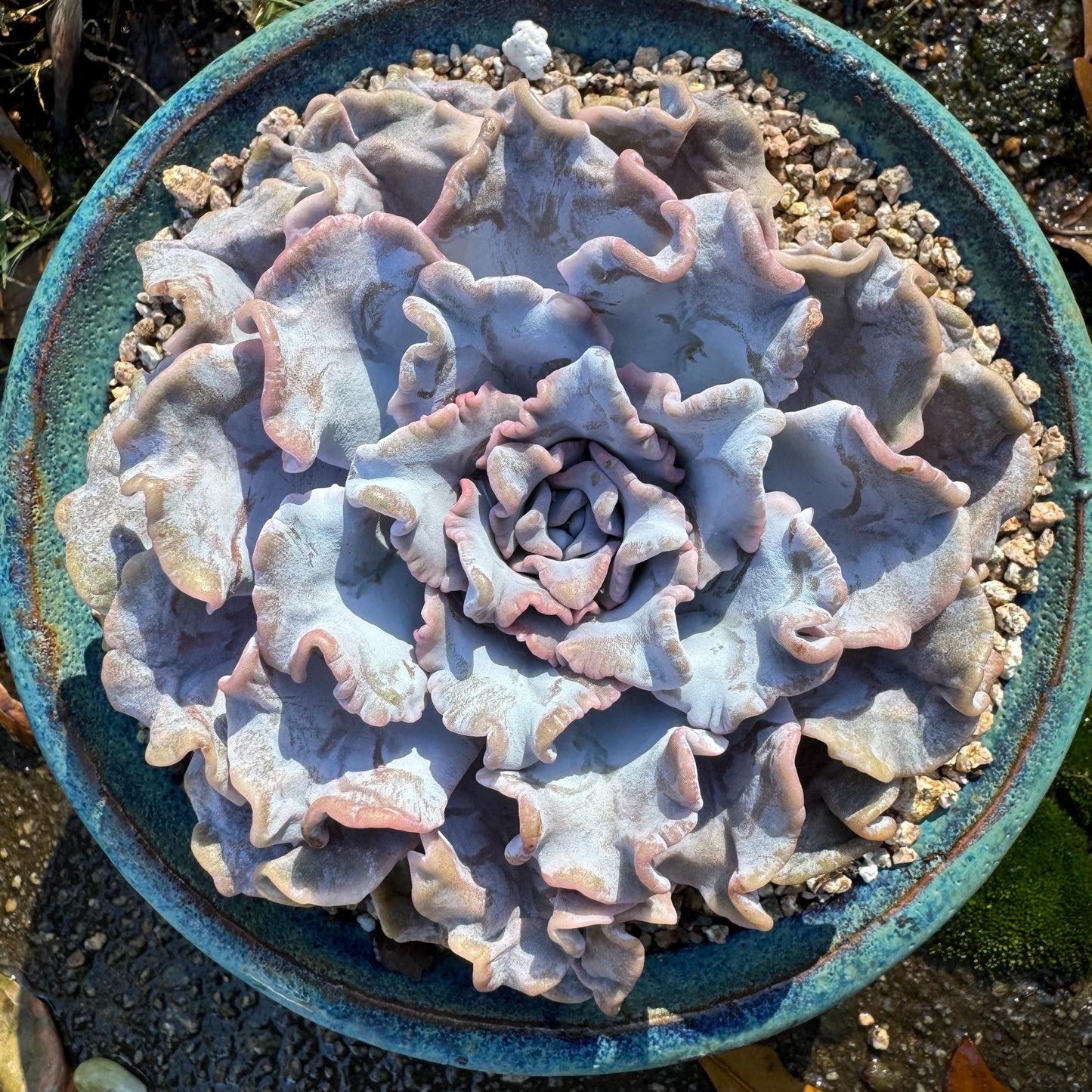 Echeveria 'Crispate Beauty‘, big single head , 4.2inches, great quality, perfect shape, Bare Root, Imported Rare Succulent, live plant,gift
