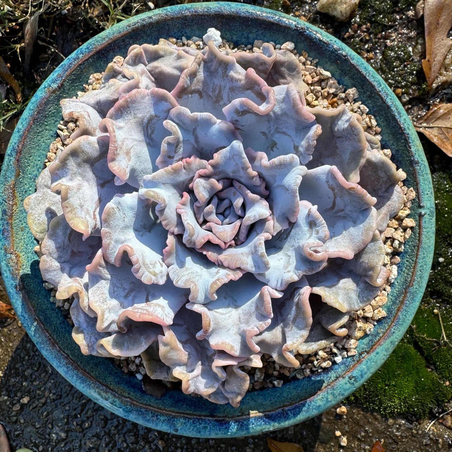 Echeveria 'Crispate Beauty‘, big single head , 4.2inches, great quality, perfect shape, Bare Root, Imported Rare Succulent, live plant,gift