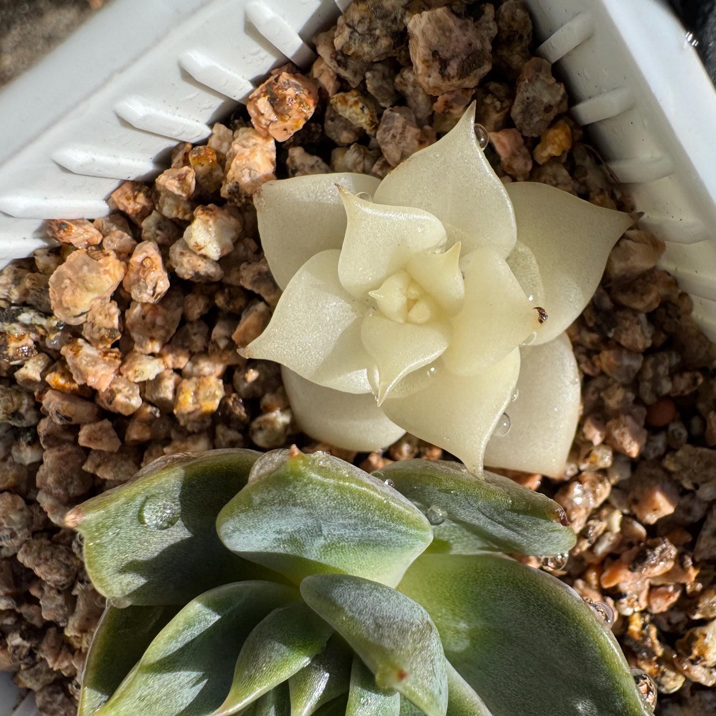 Echeveria 'Lake Baikal' with Variegated, 2small heads, 1.9inches, high quality, New Hybrid, Bare Root, Imported Rare Succulent