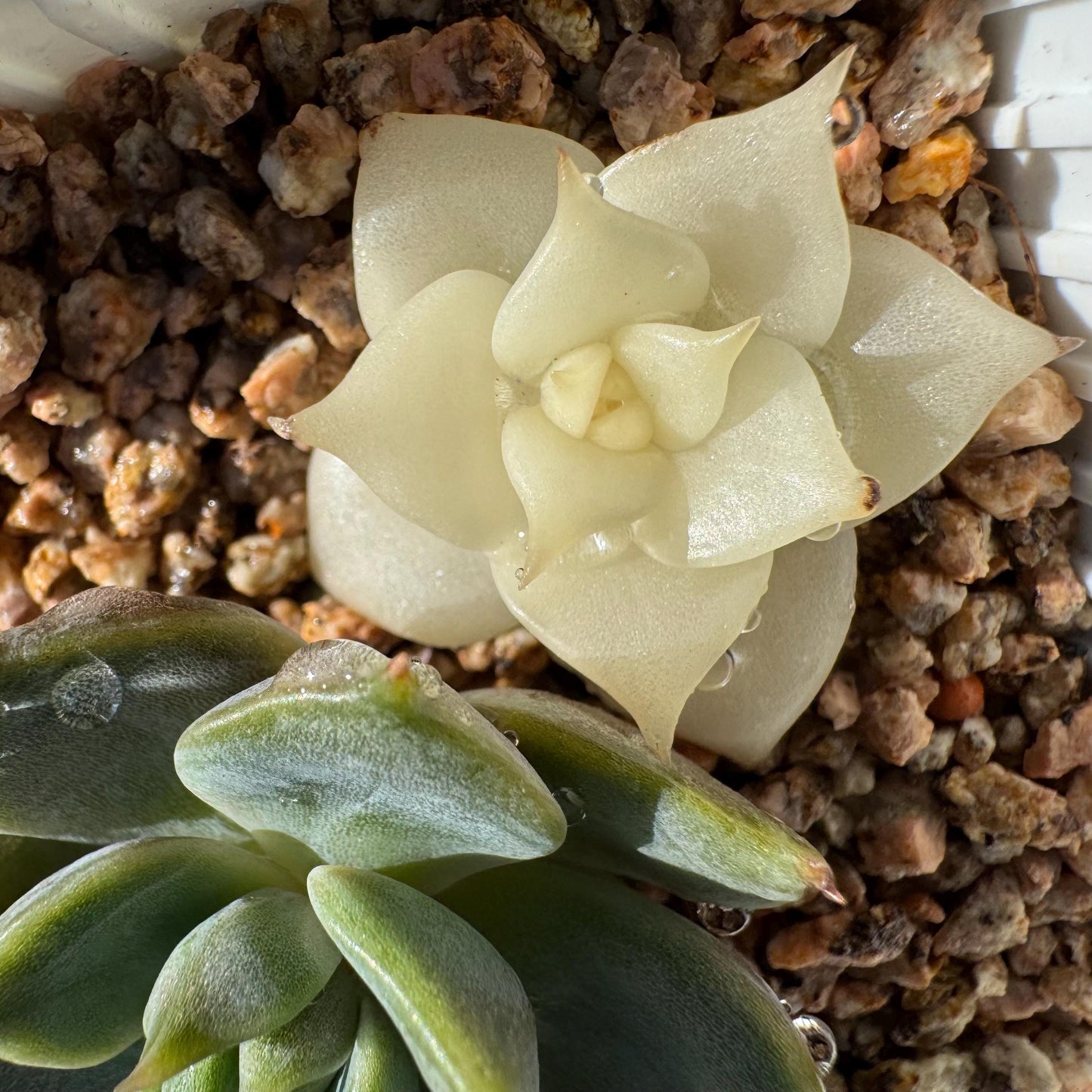 Echeveria 'Lake Baikal' with Variegated, 2small heads, 1.9inches, high quality, New Hybrid, Bare Root, Imported Rare Succulent