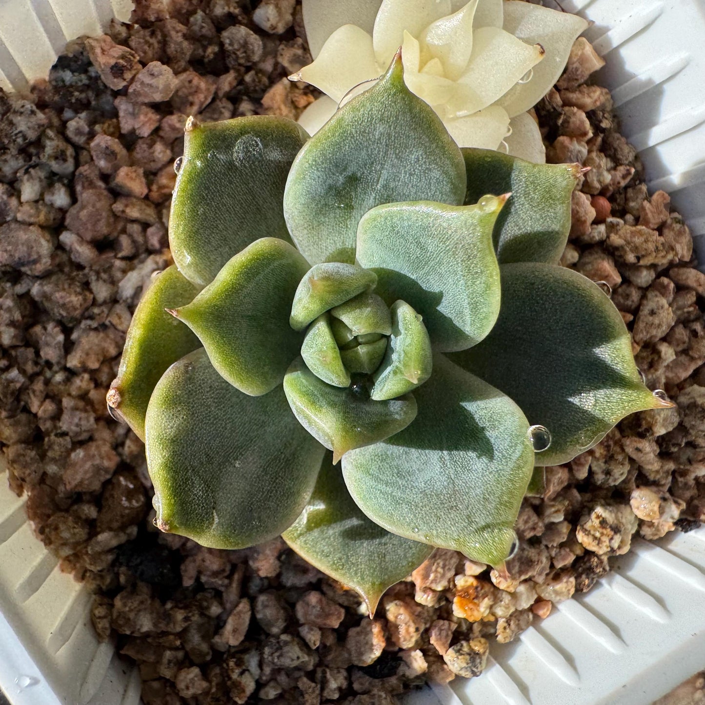 Echeveria 'Lake Baikal' with Variegated, 2small heads, 1.9inches, high quality, New Hybrid, Bare Root, Imported Rare Succulent