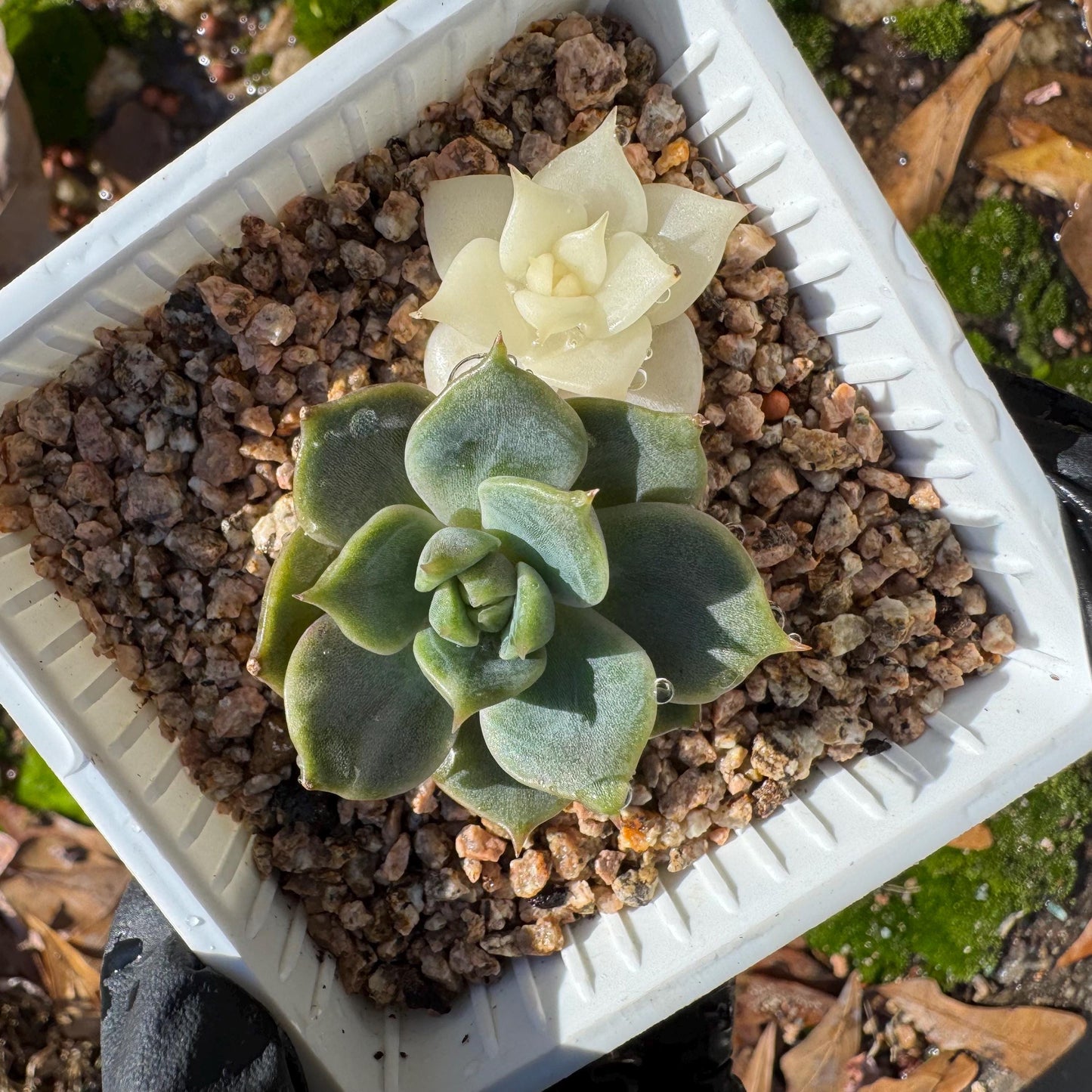 Echeveria 'Lake Baikal' with Variegated, 2small heads, 1.9inches, high quality, New Hybrid, Bare Root, Imported Rare Succulent