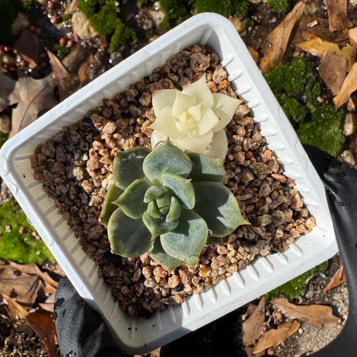 Echeveria 'Lake Baikal' with Variegated, 2small heads, 1.9inches, high quality, New Hybrid, Bare Root, Imported Rare Succulent