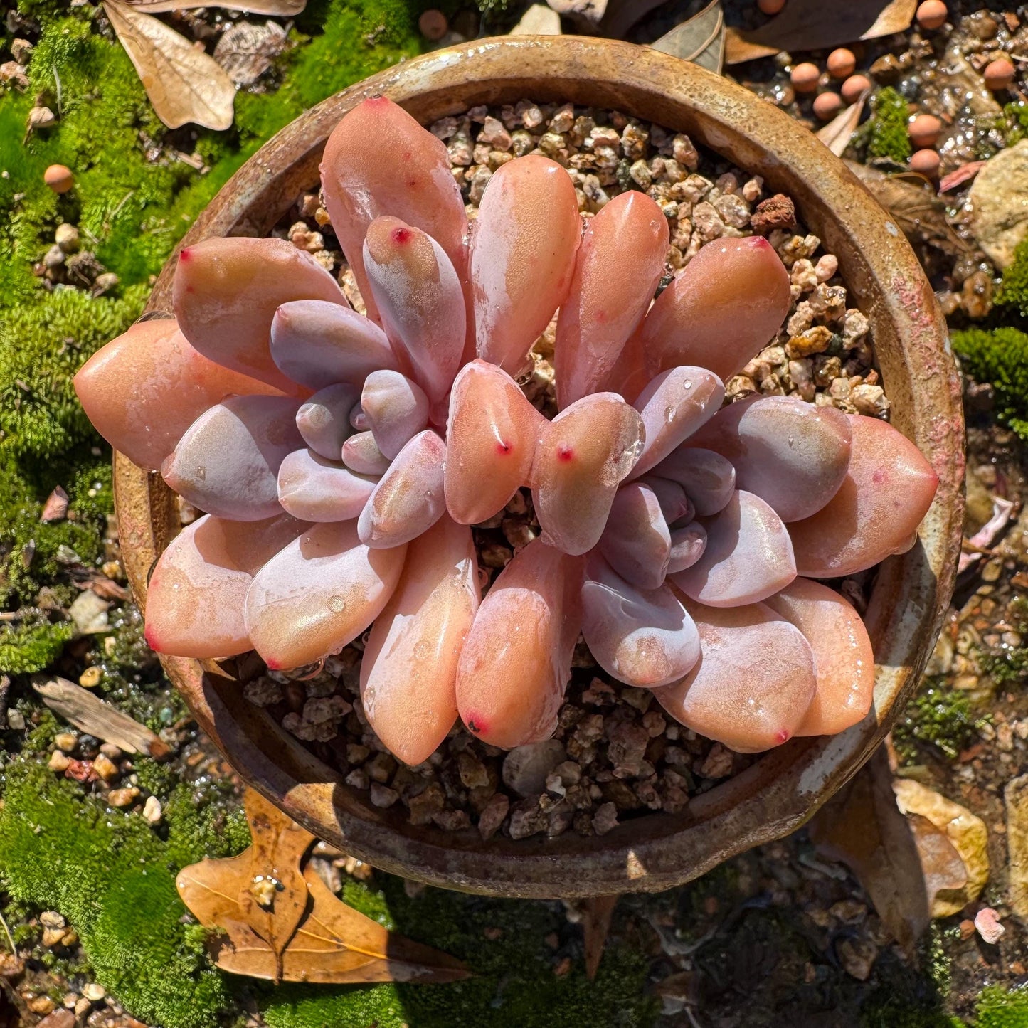 Graptoveria 'pink bunny' ,2heads, short leaves , 3inches, nice color, Bare Root, Imported Rare Succulent