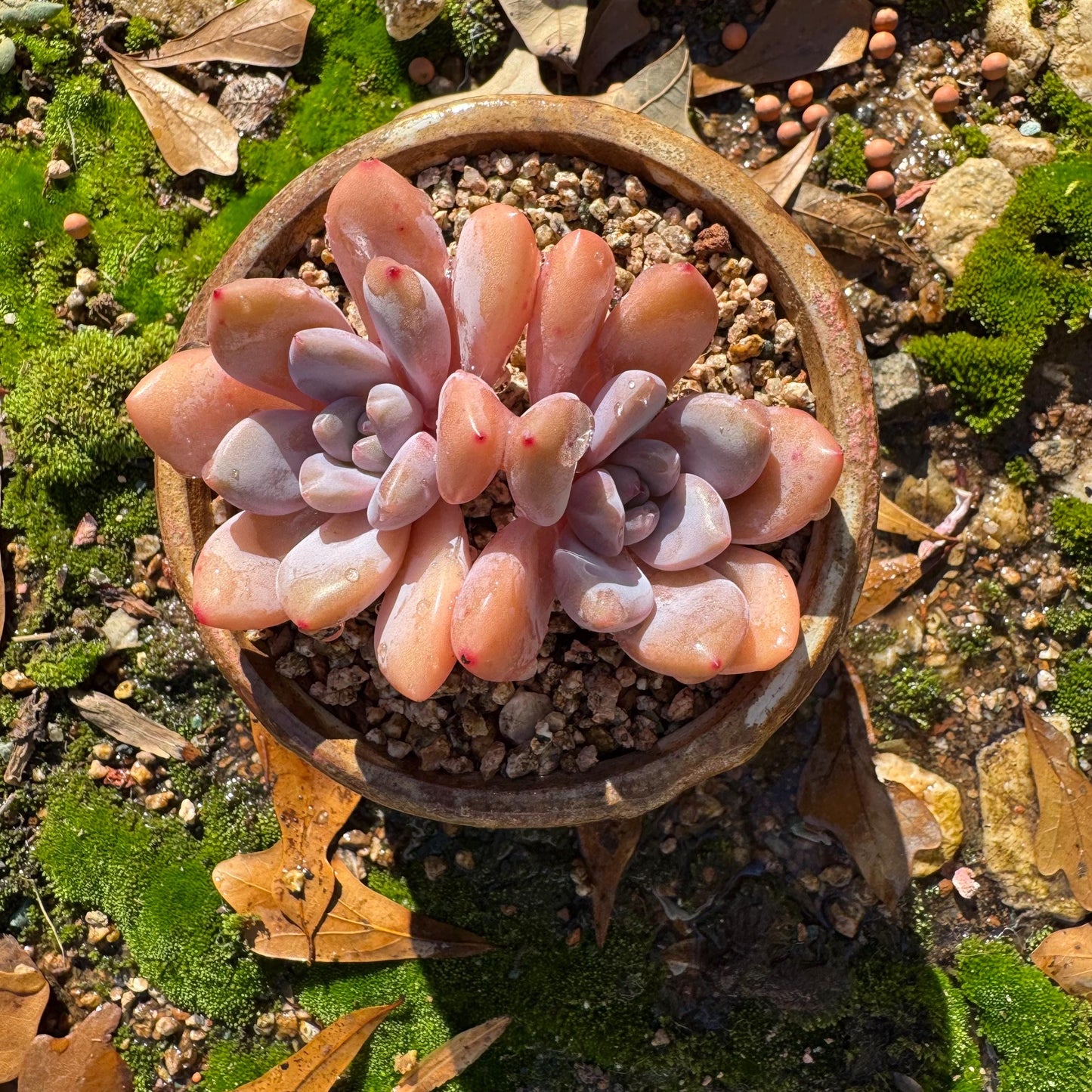 Graptoveria 'pink bunny' ,2heads, short leaves , 3inches, nice color, Bare Root, Imported Rare Succulent