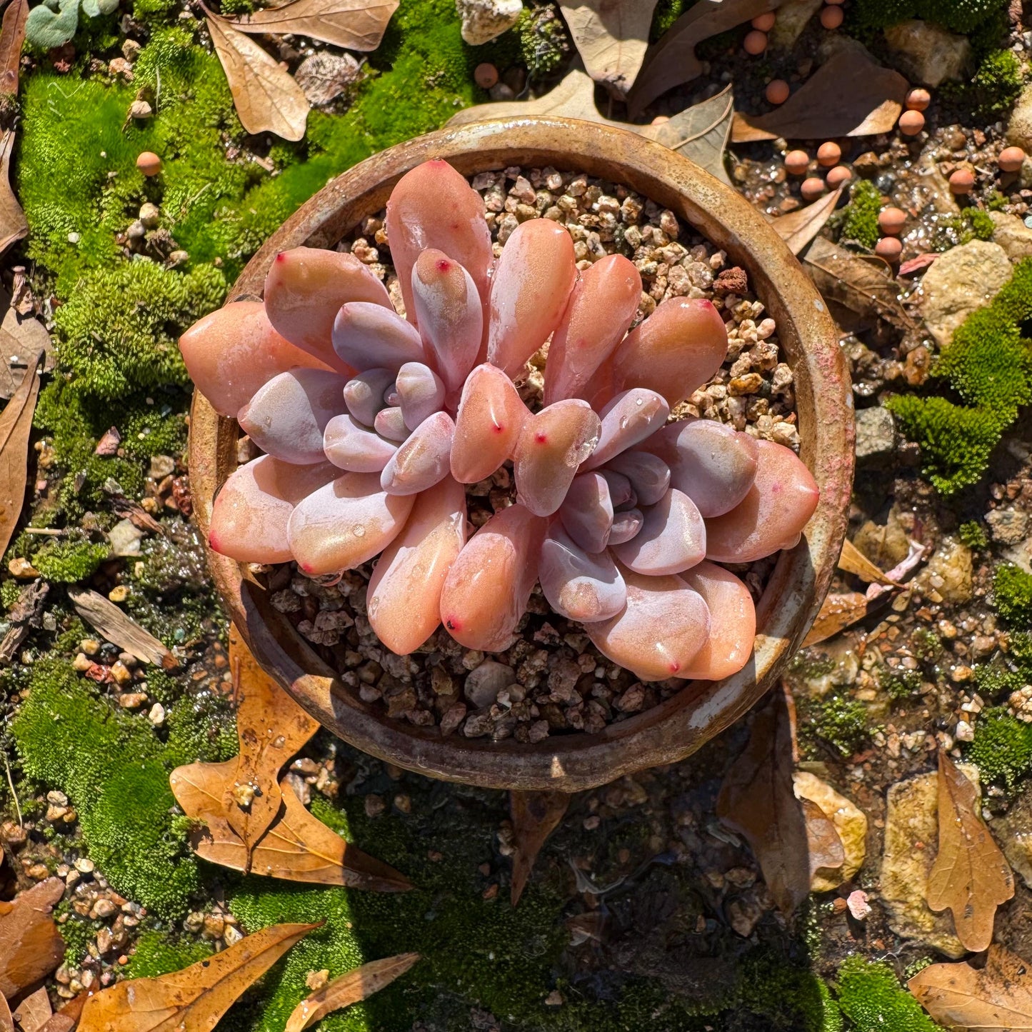 Graptoveria 'pink bunny' ,2heads, short leaves , 3inches, nice color, Bare Root, Imported Rare Succulent