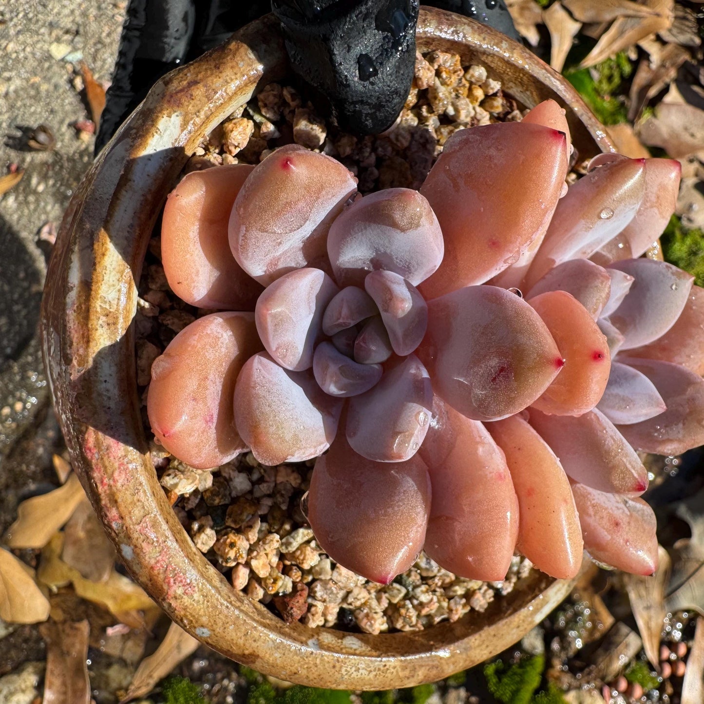 Graptoveria 'pink bunny' ,2heads, short leaves , 3inches, nice color, Bare Root, Imported Rare Succulent