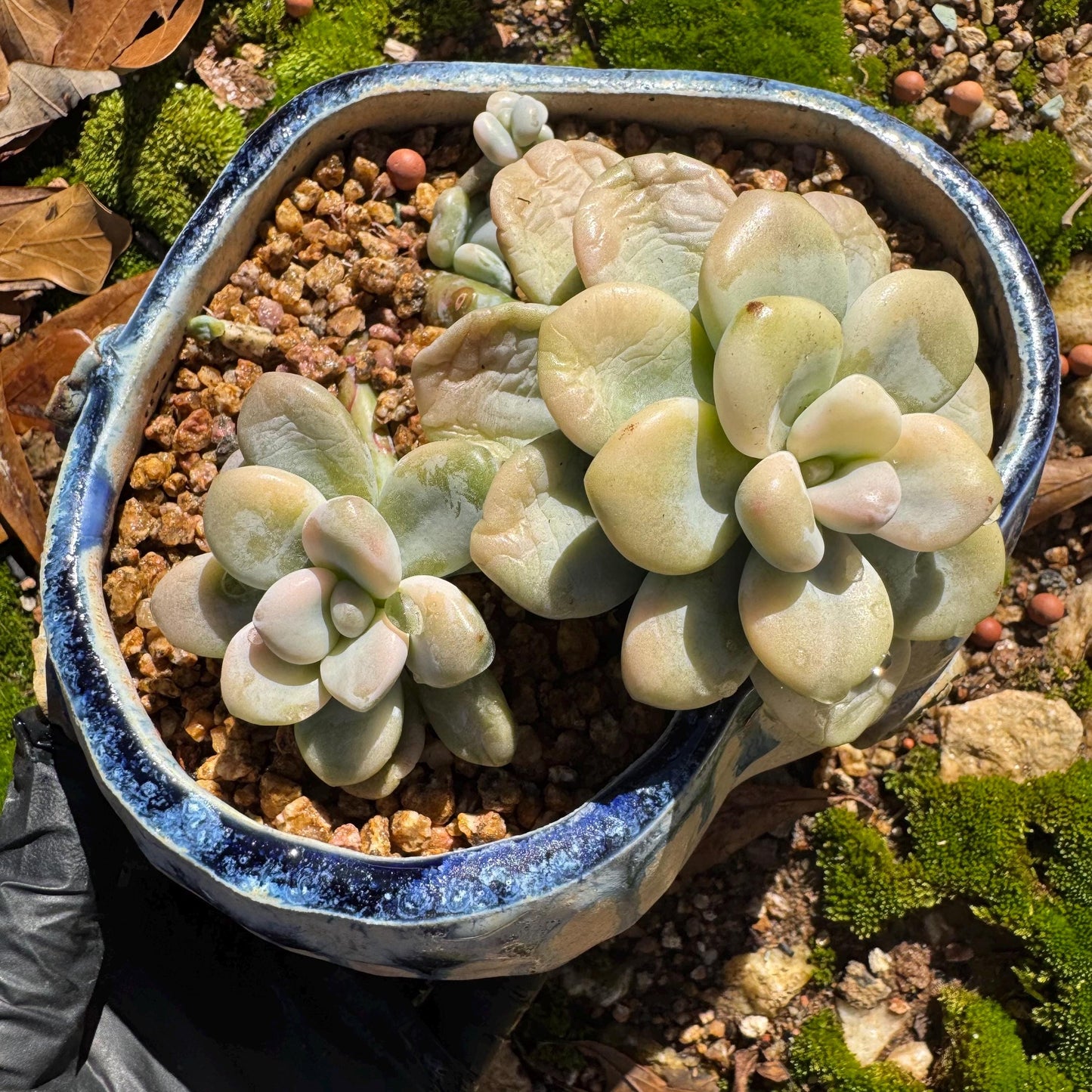 New! Graptosedum 'red miul variegated ', 2 heads with 2 babies, nice color, bare Root, , Imported Rare Succulent