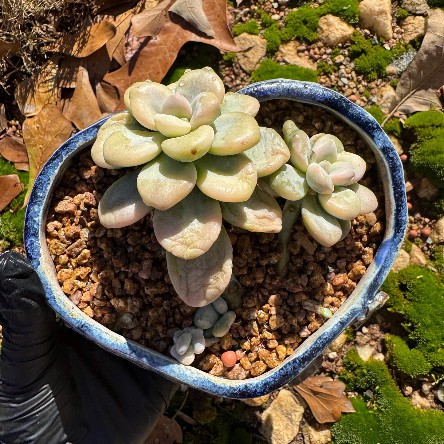 New! Graptosedum 'red miul variegated ', 2 heads with 2 babies, nice color, bare Root, , Imported Rare Succulent