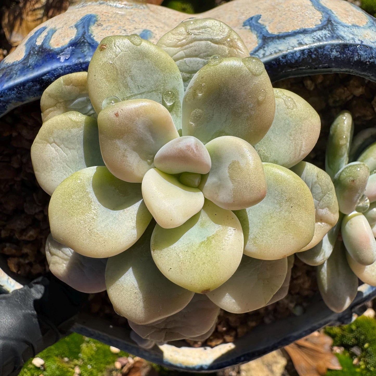 New! Graptosedum 'red miul variegated ', 2 heads with 2 babies, nice color, bare Root, , Imported Rare Succulent