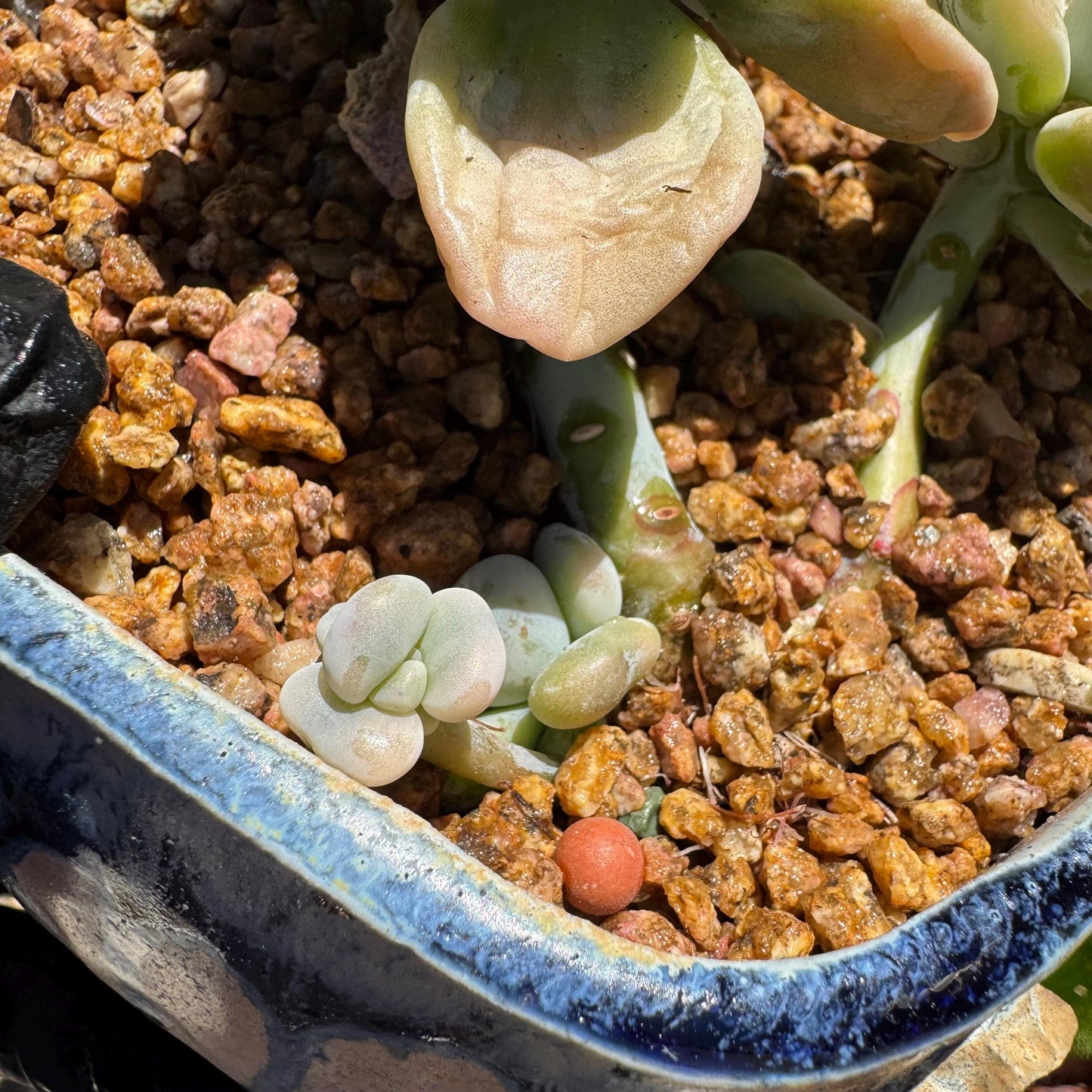 New! Graptosedum 'red miul variegated ', 2 heads with 2 babies, nice color, bare Root, , Imported Rare Succulent