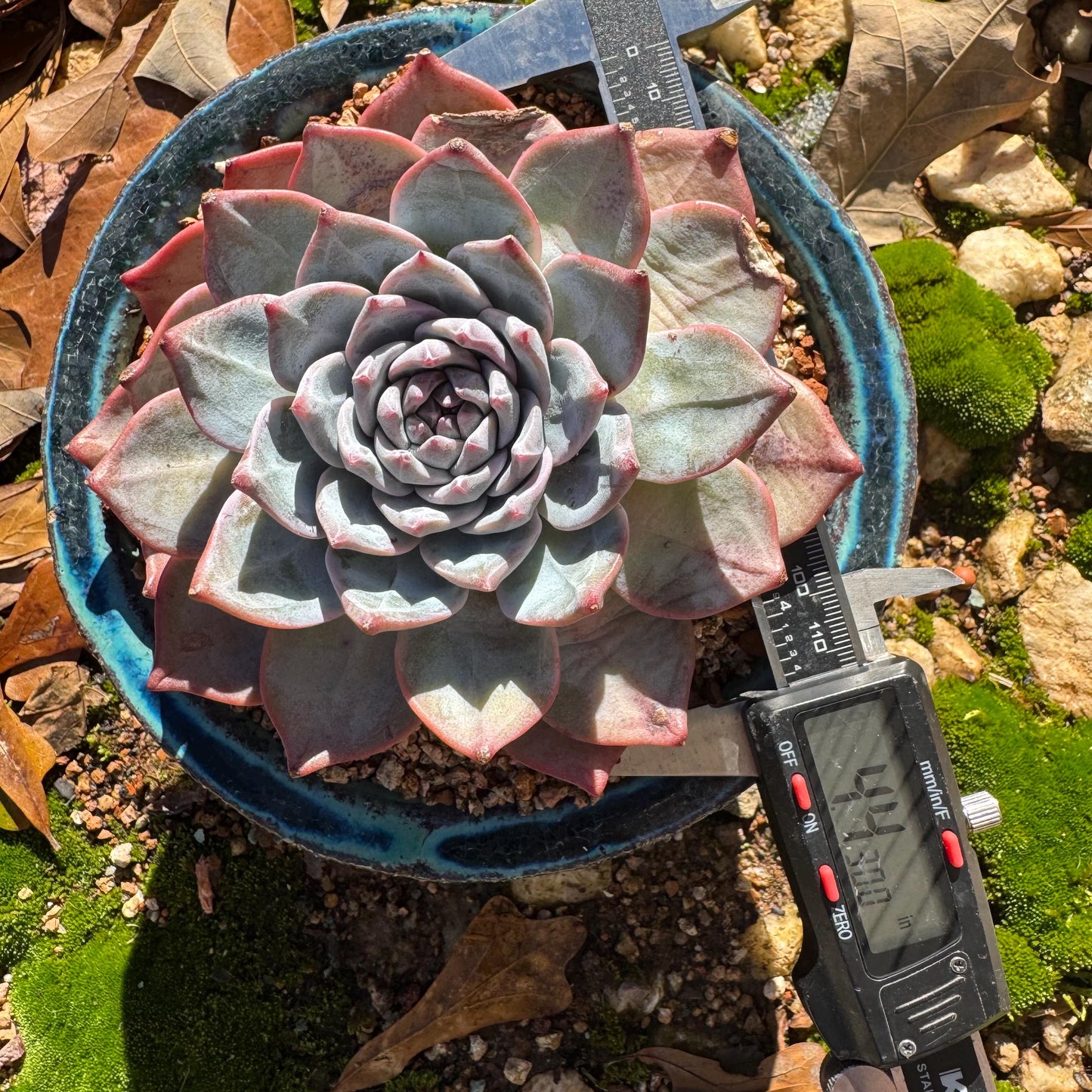 Echeveria 'blue bird' , big single head, 4.4inches, nice color, Bare Root, Imported Rare Succulent, gift