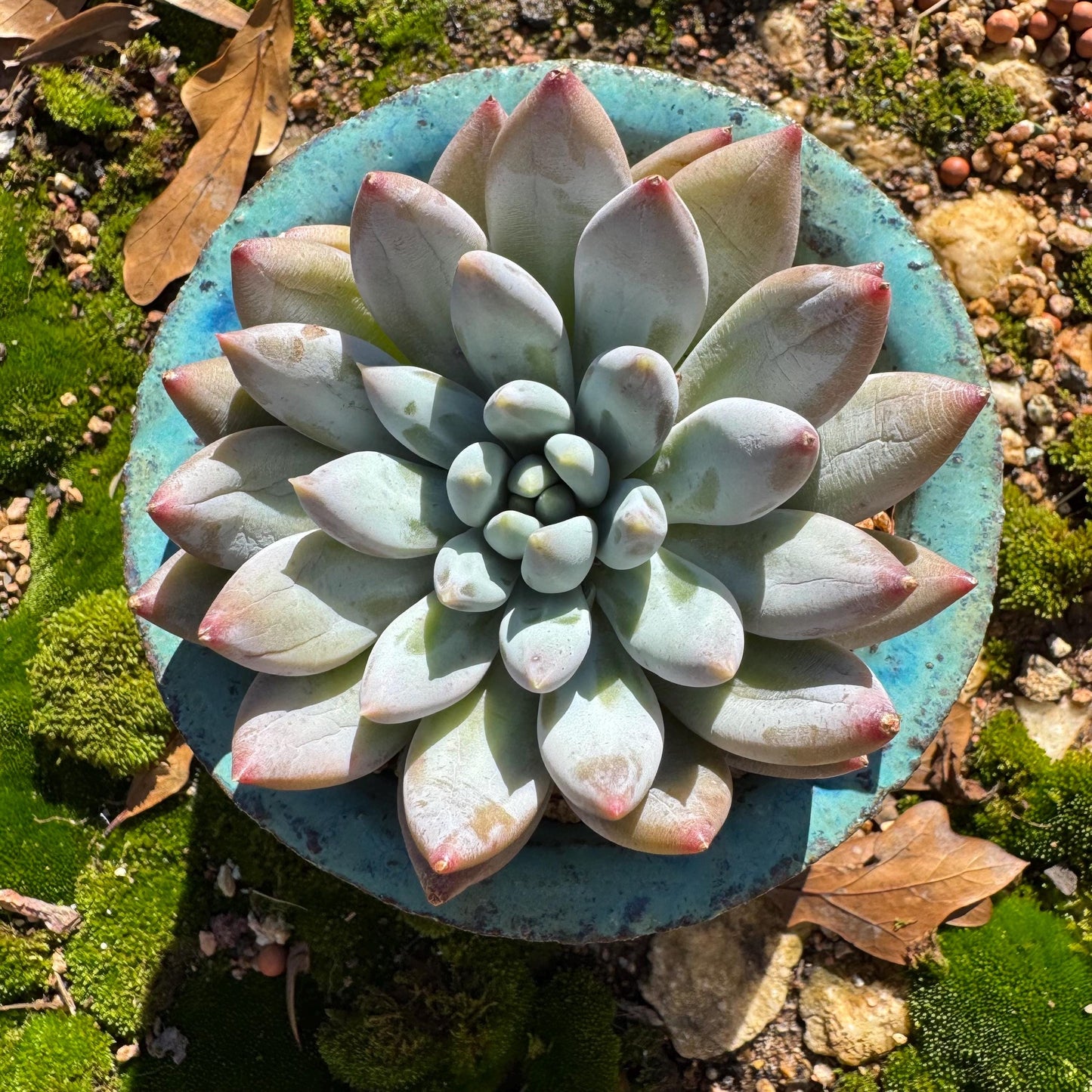 Pachyveria' Angel's Finger' big single head, 3inches, nice color, high quality , Imported Rare Succulent, Bare Root, live plant