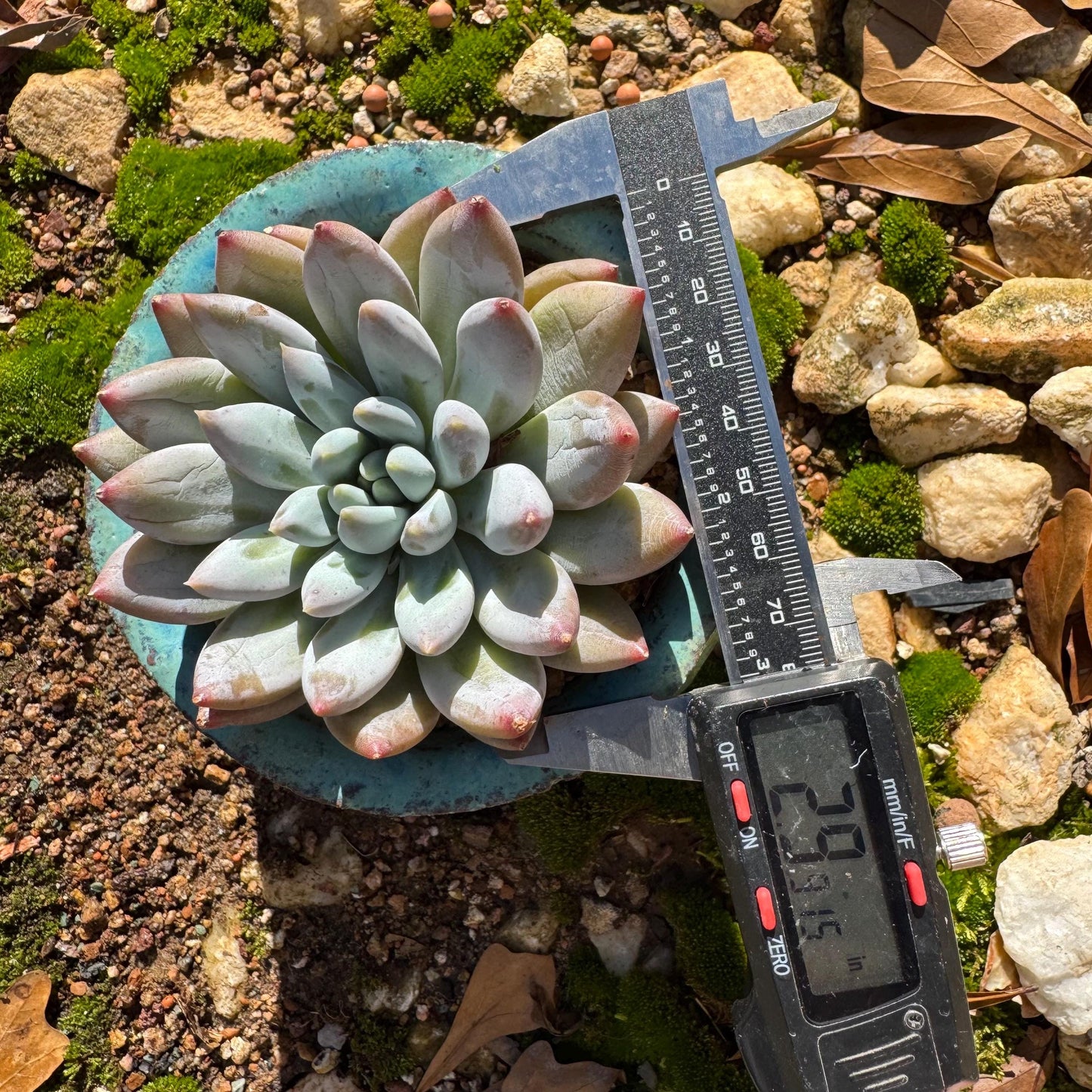 Pachyveria' Angel's Finger' big single head, 3inches, nice color, high quality , Imported Rare Succulent, Bare Root, live plant