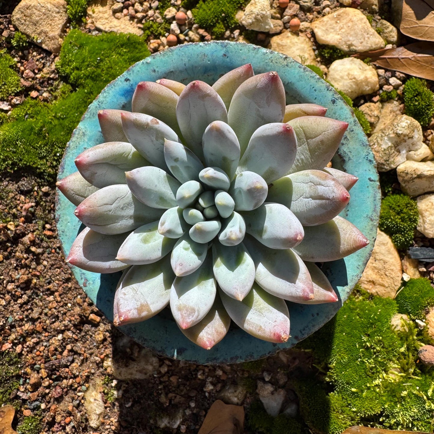 Pachyveria' Angel's Finger' big single head, 3inches, nice color, high quality , Imported Rare Succulent, Bare Root, live plant