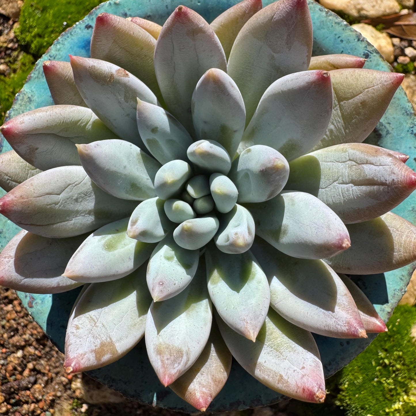 Pachyveria' Angel's Finger' big single head, 3inches, nice color, high quality , Imported Rare Succulent, Bare Root, live plant