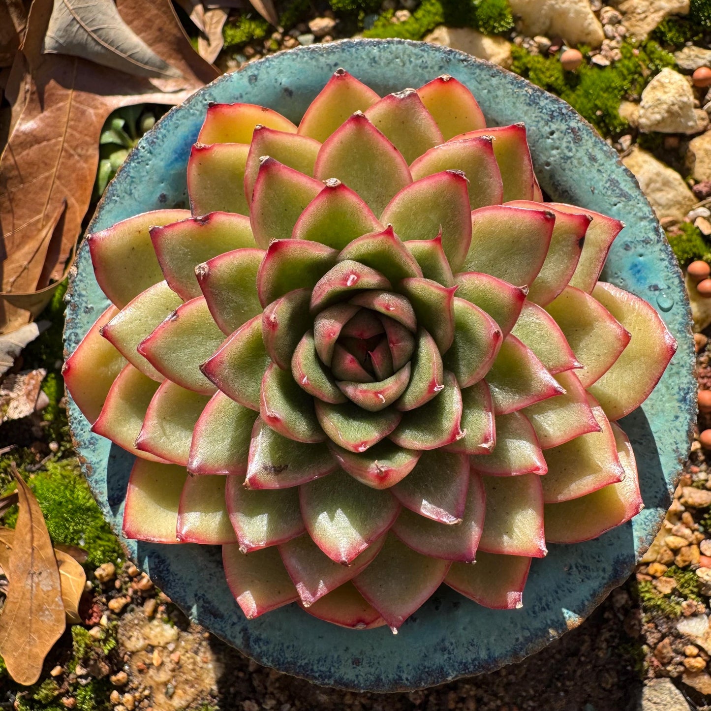 Echeveria ‘heart soul ' , 2.9inches , single head, nice color , Bare Root, Imported Rare Succulent