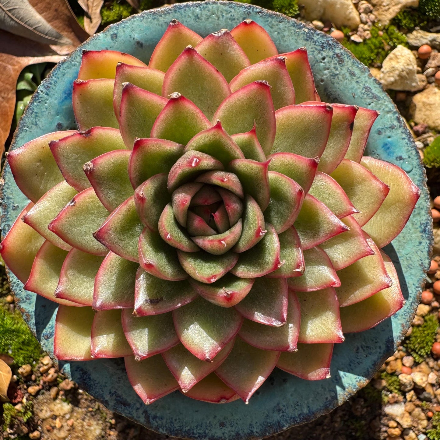 Echeveria ‘heart soul ' , 2.9inches , single head, nice color , Bare Root, Imported Rare Succulent