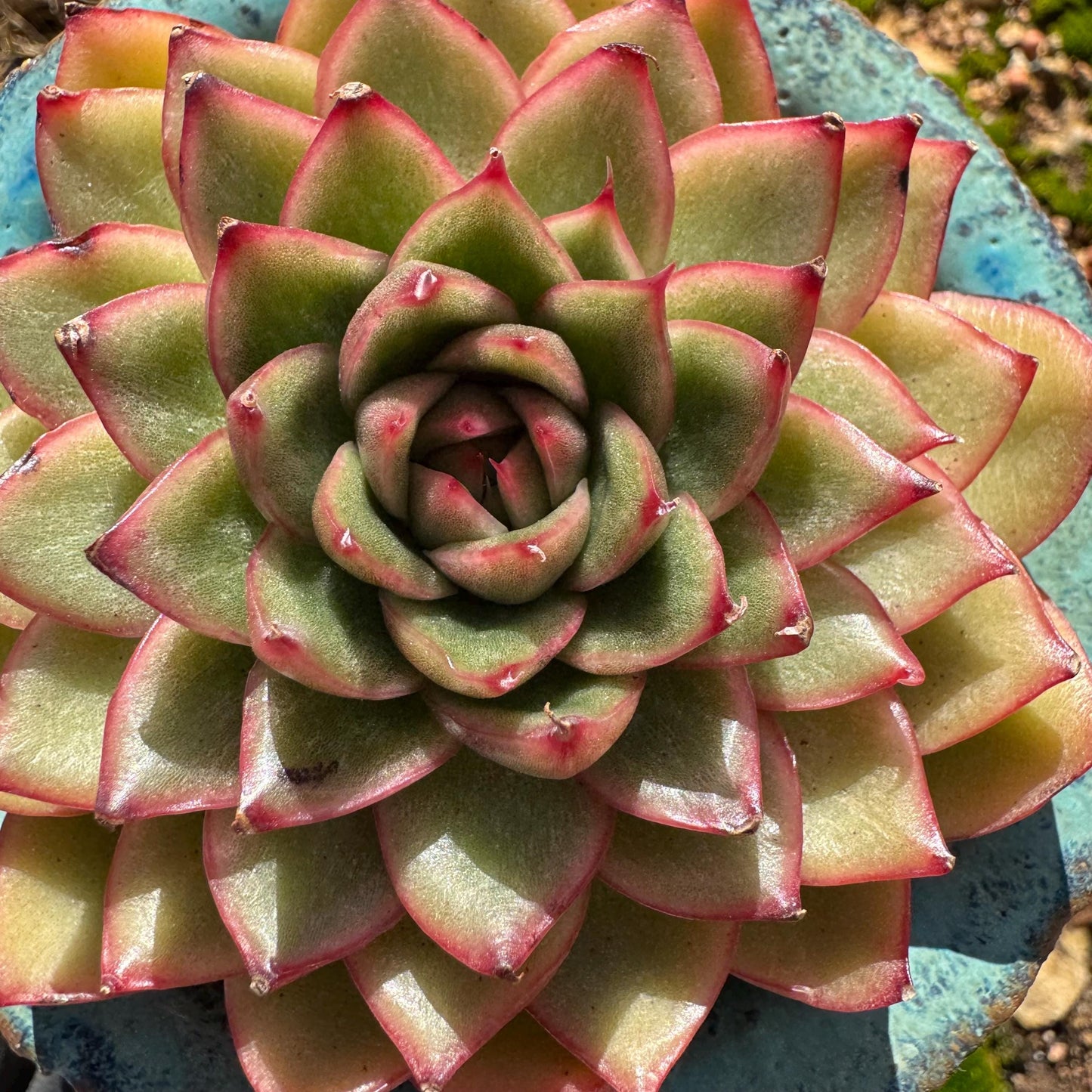 Echeveria ‘heart soul ' , 2.9inches , single head, nice color , Bare Root, Imported Rare Succulent