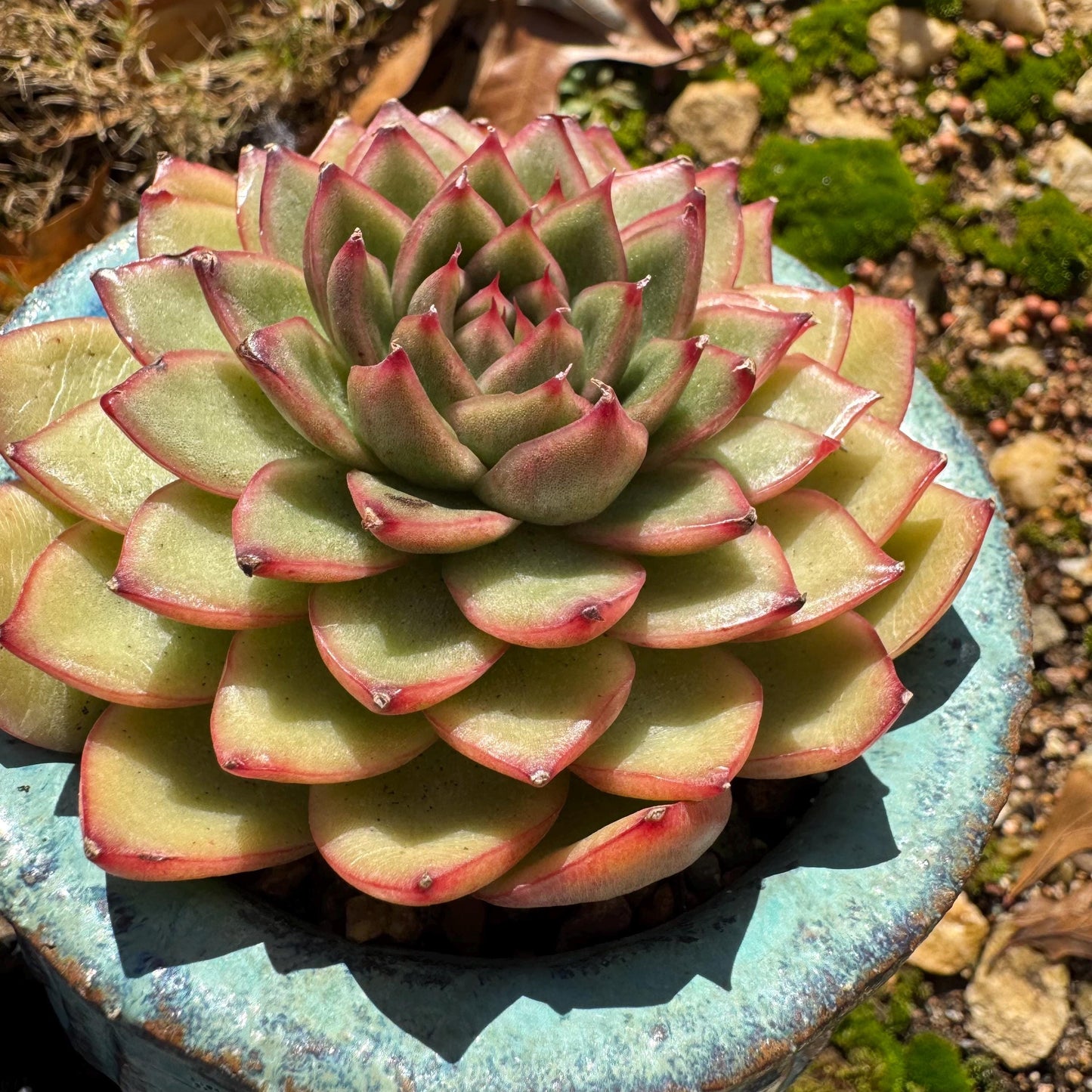 Echeveria ‘heart soul ' , 2.9inches , single head, nice color , Bare Root, Imported Rare Succulent