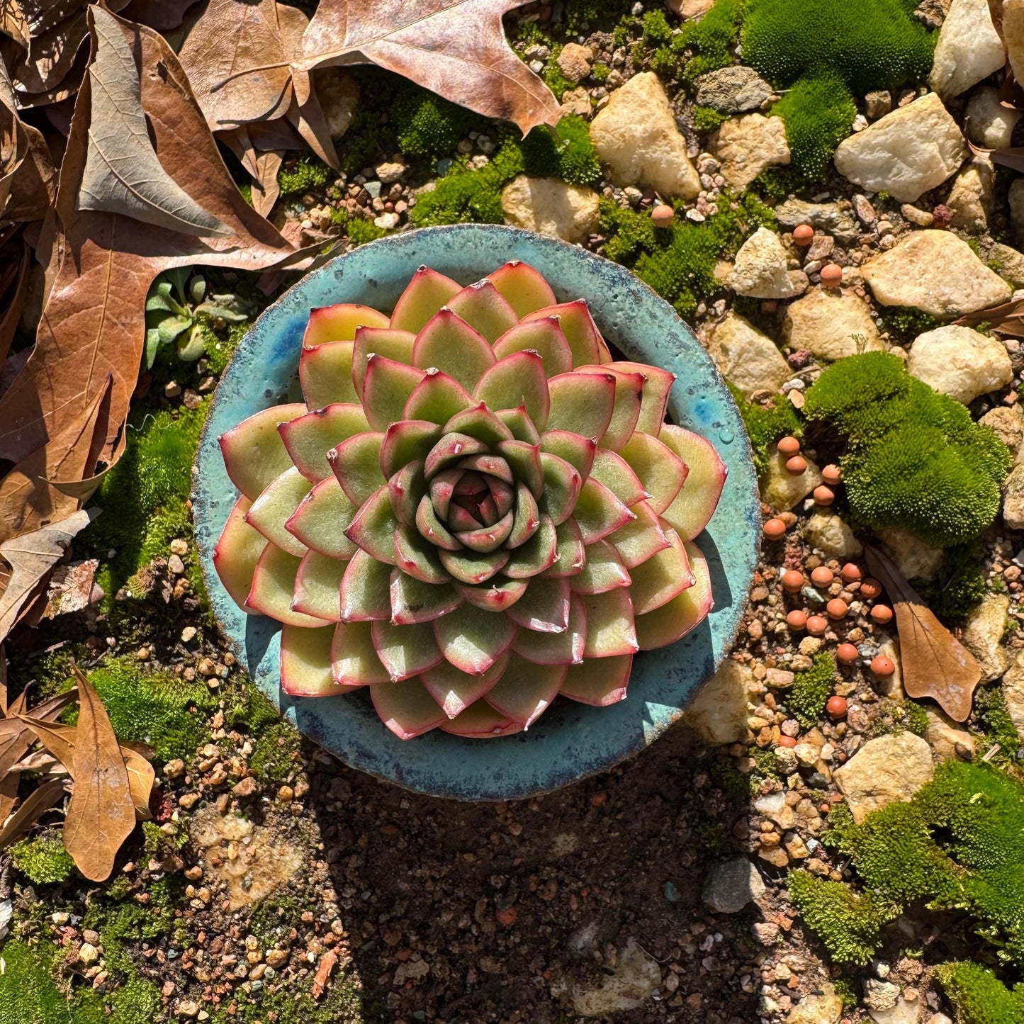 Echeveria ‘heart soul ' , 2.9inches , single head, nice color , Bare Root, Imported Rare Succulent