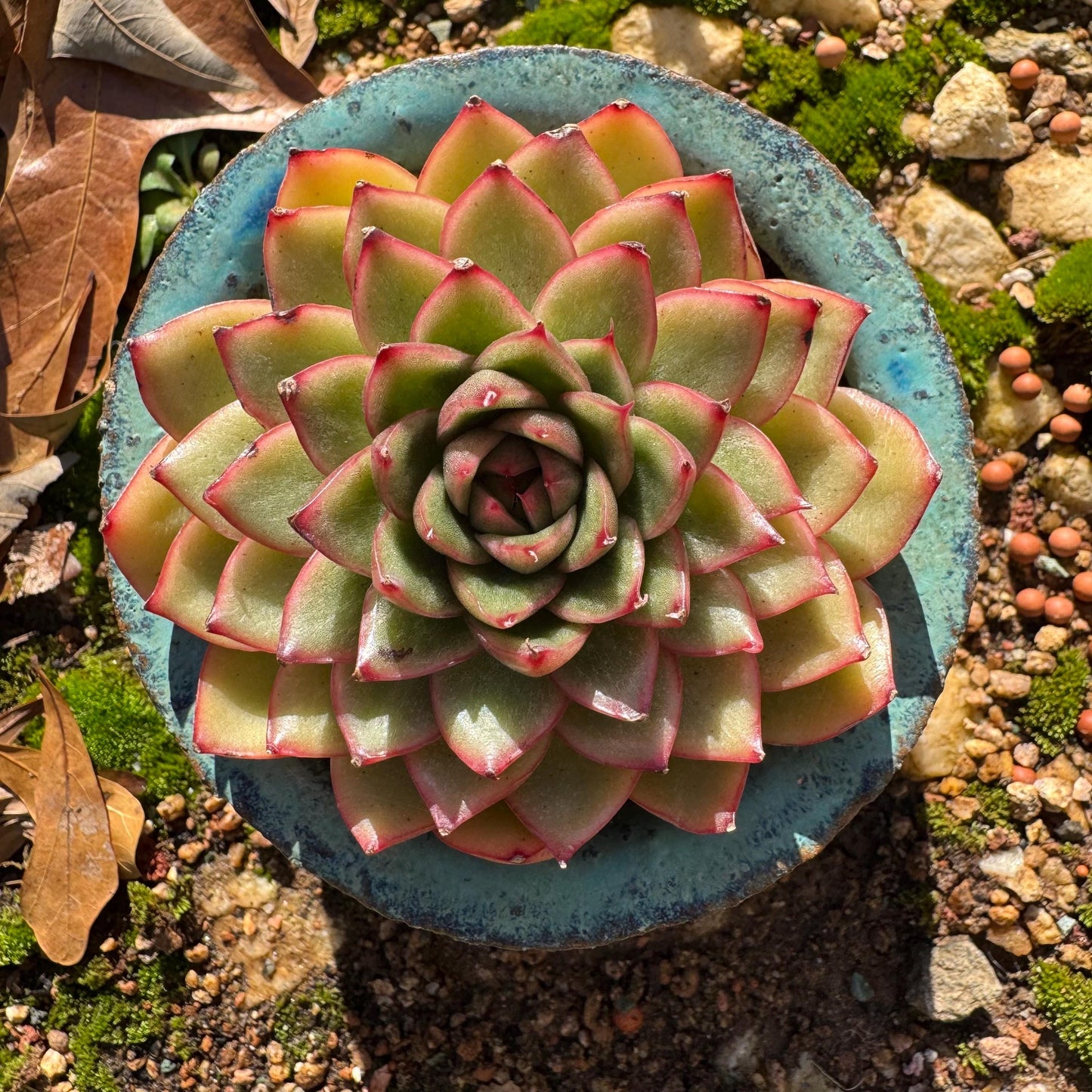 Echeveria ‘heart soul ' , 2.9inches , single head, nice color , Bare Root, Imported Rare Succulent